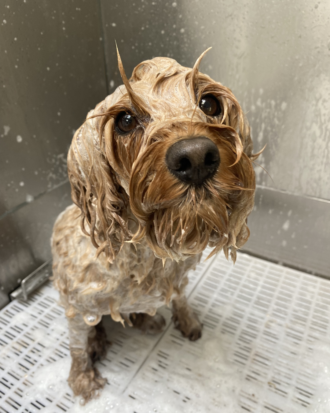 Wimbledon dog services adventure days grooming and dog walking