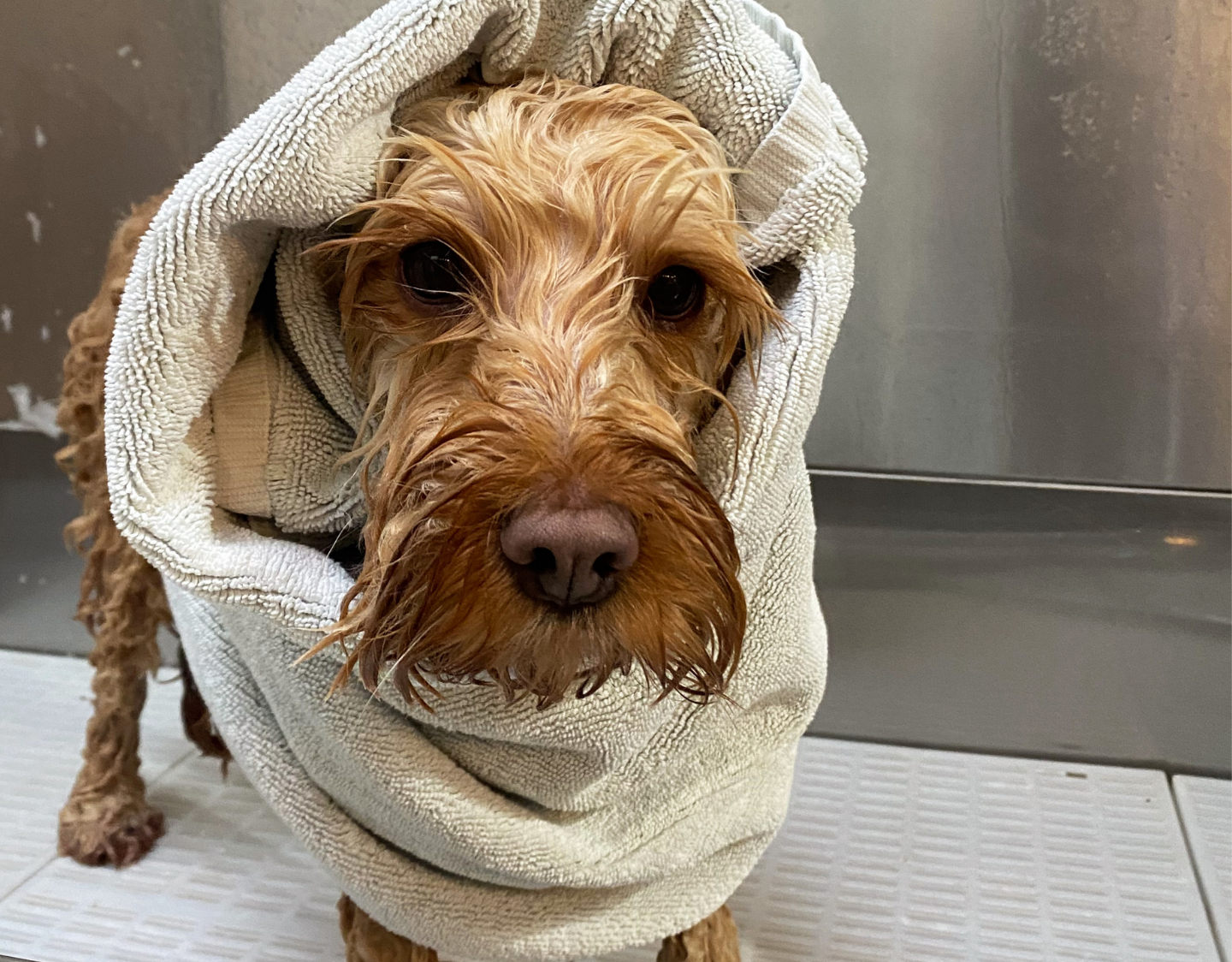 calm dog walking groups Wimbledon well matched social dog walks