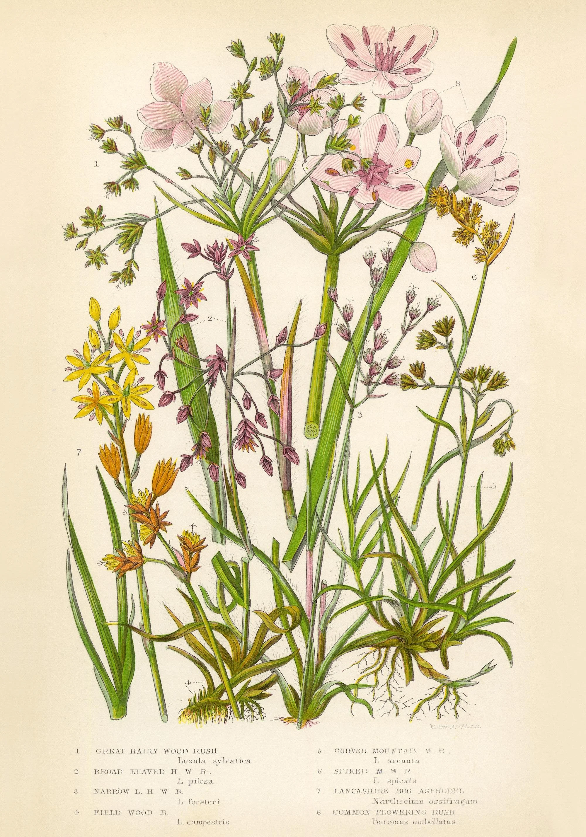 A vintage botanical illustration of various wildflowers and grasses, including pink, yellow, and purple blooms, with labels and scientific names.