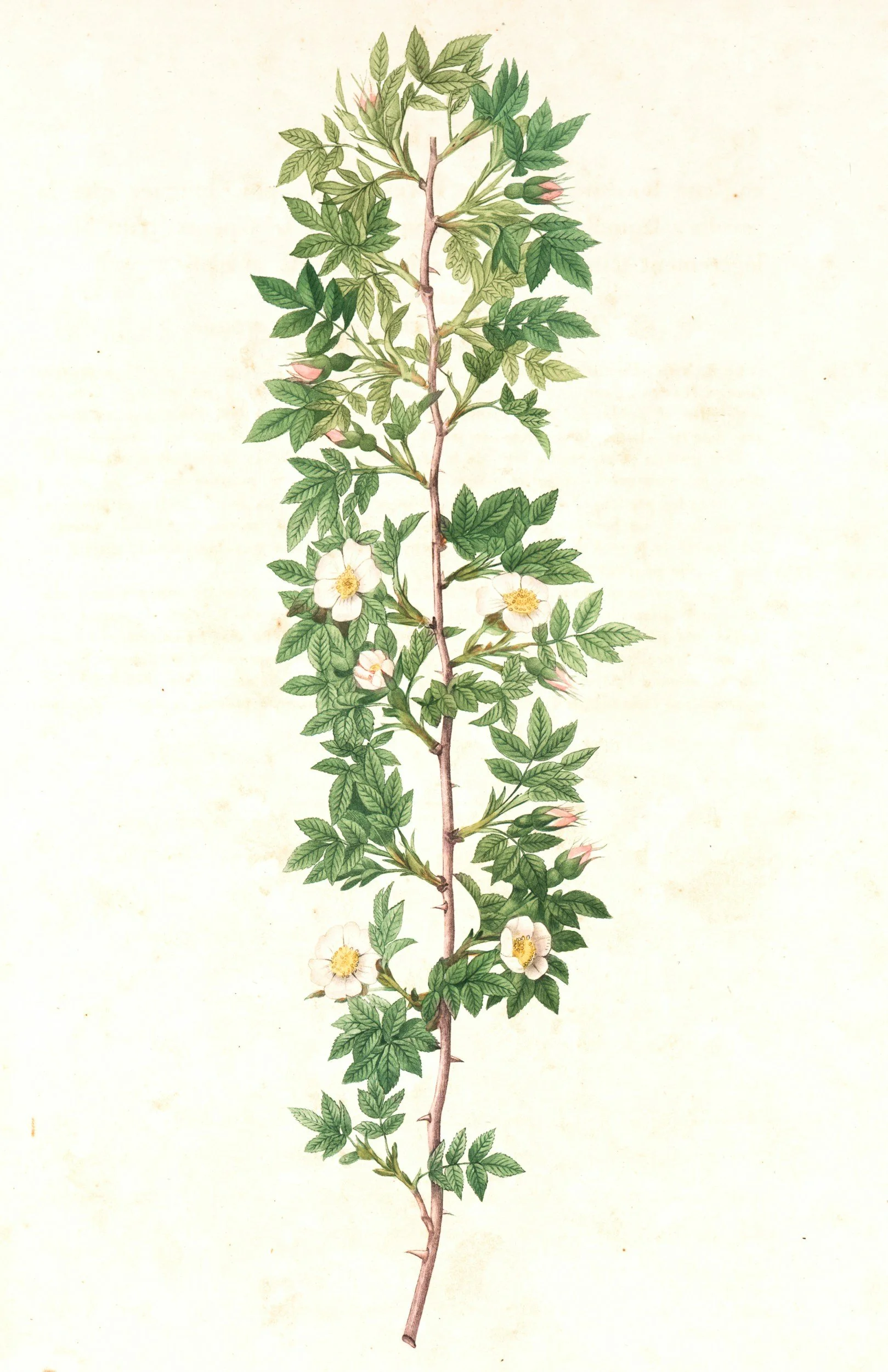 Illustration of a flowering wild rose plant with leaves and white flowers.