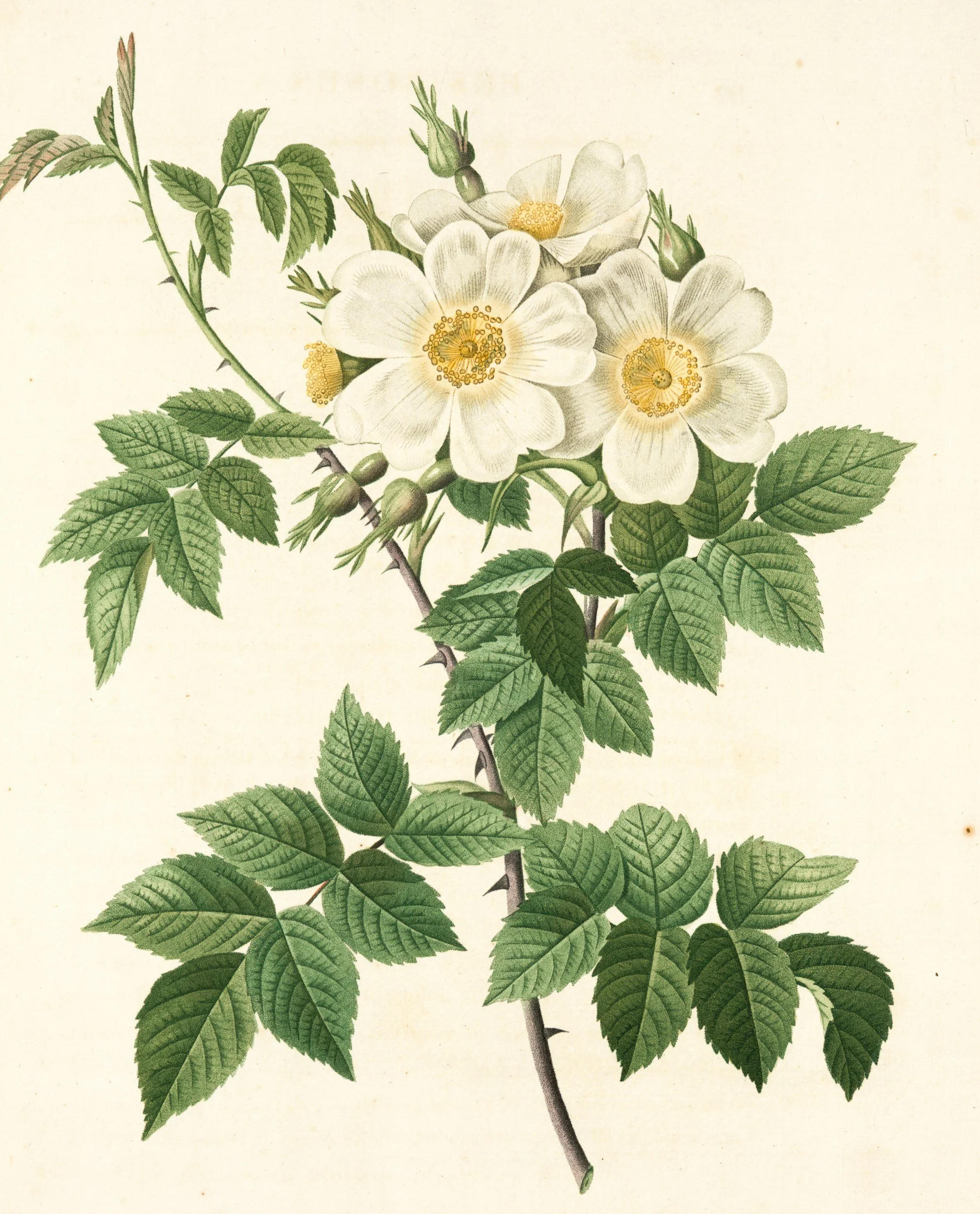 Illustration of a branch with white flowers and green leaves.