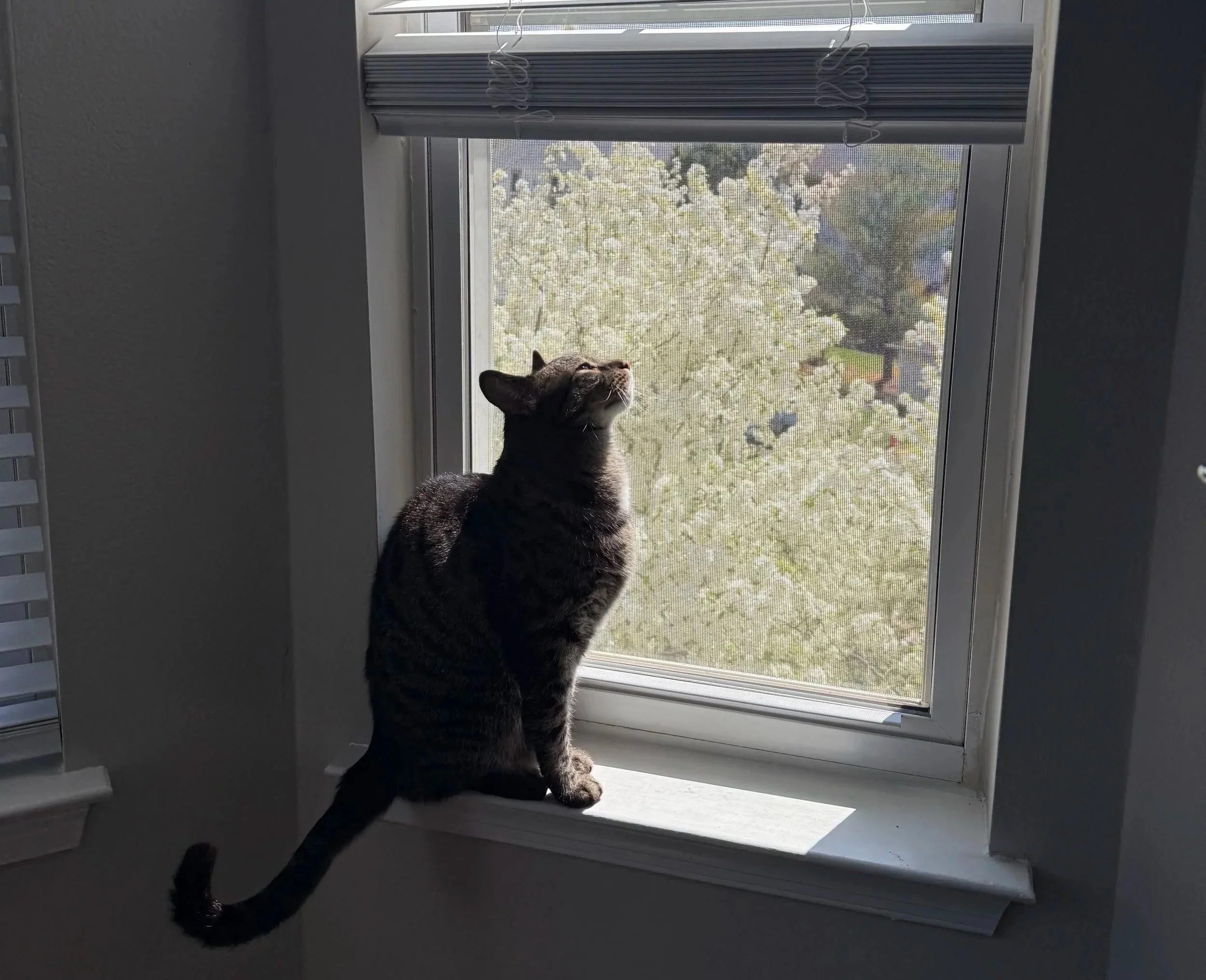 A tabby kitten sitting on a window sill inside a house, looking out through a screen window with trees visible outside.