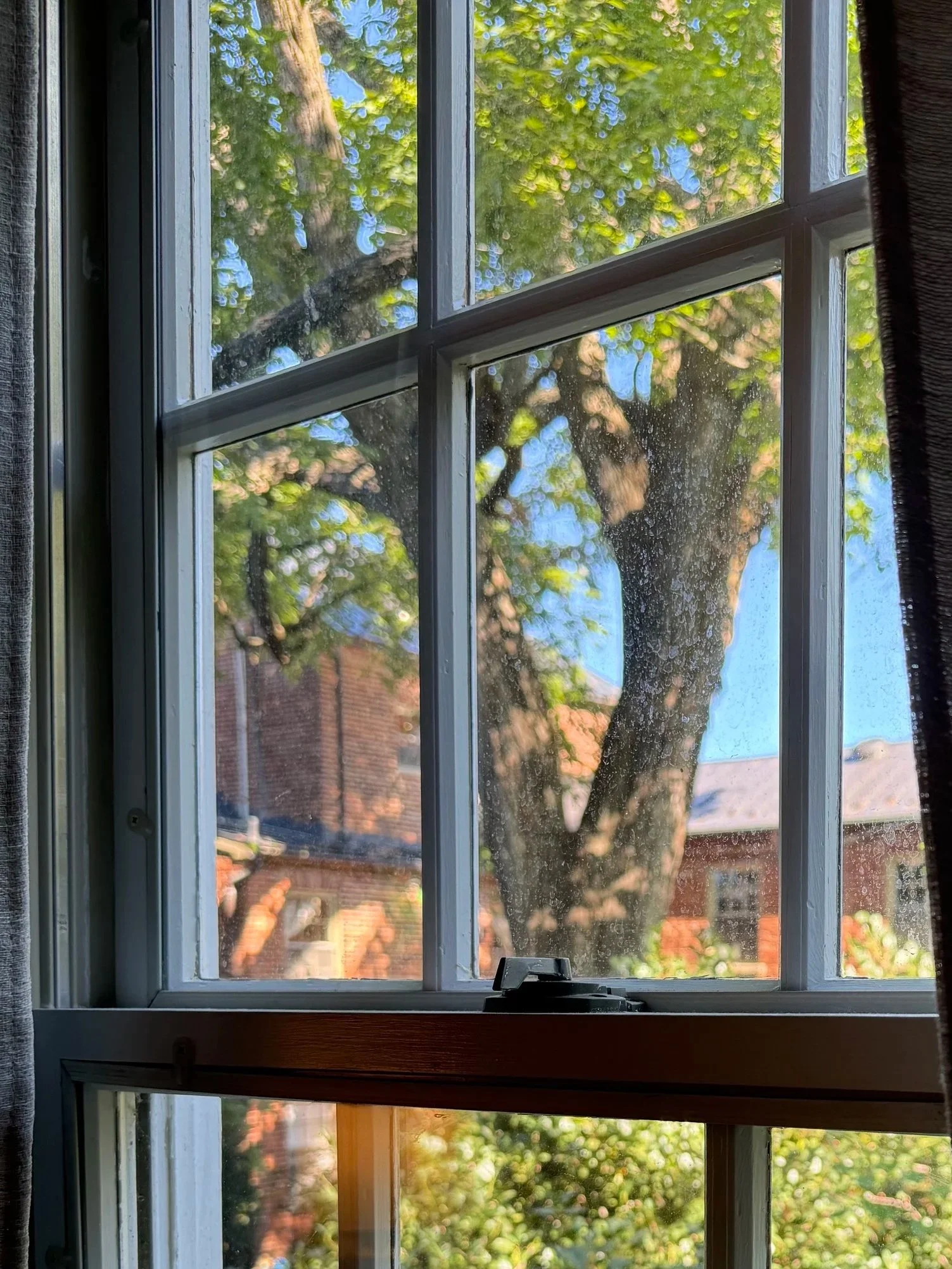 A view through a window showing a large tree with green leaves and branches, with a house and clear sky visible in the background.