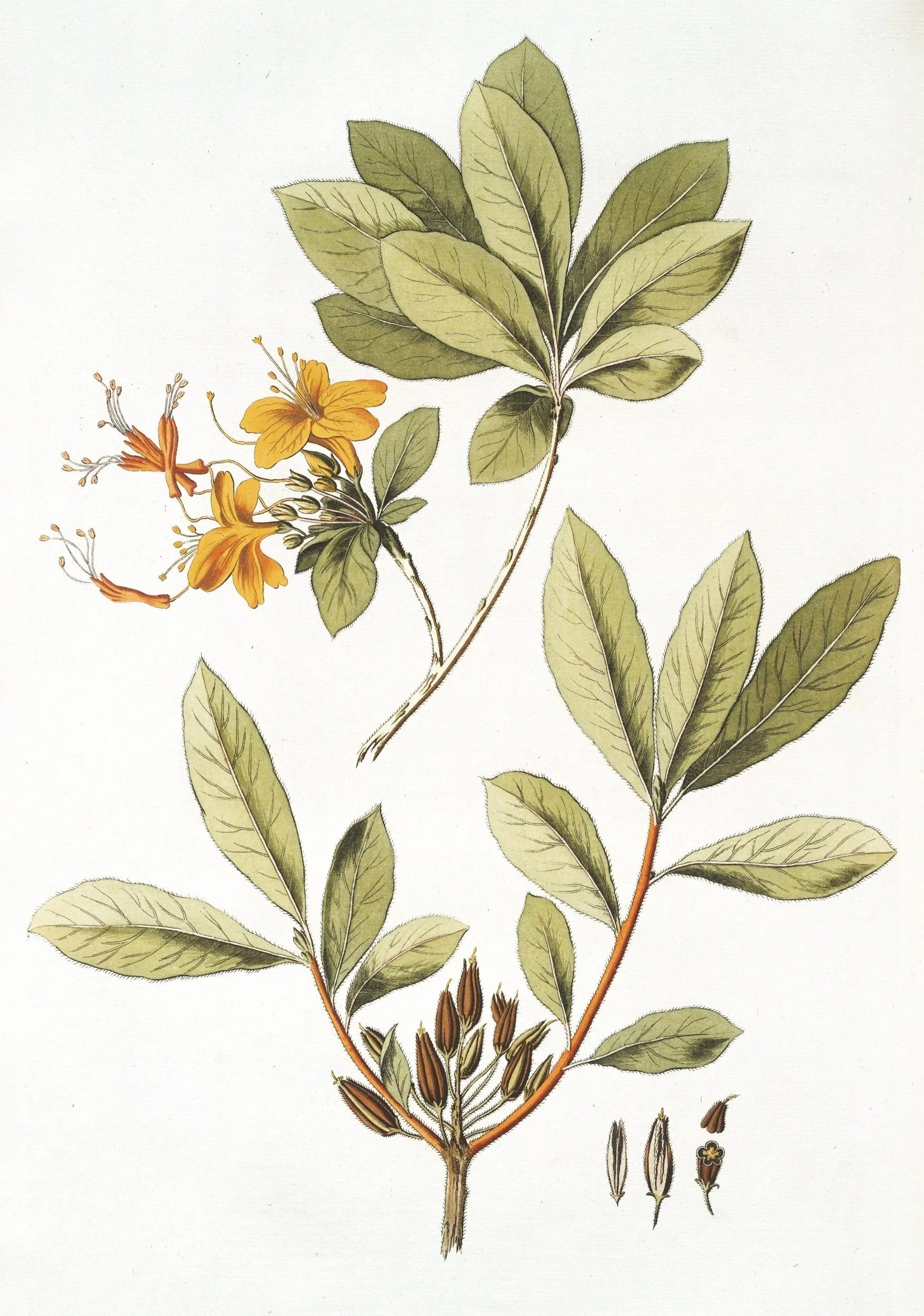Illustration of a plant with green leaves, orange flowers, and seedpod details.