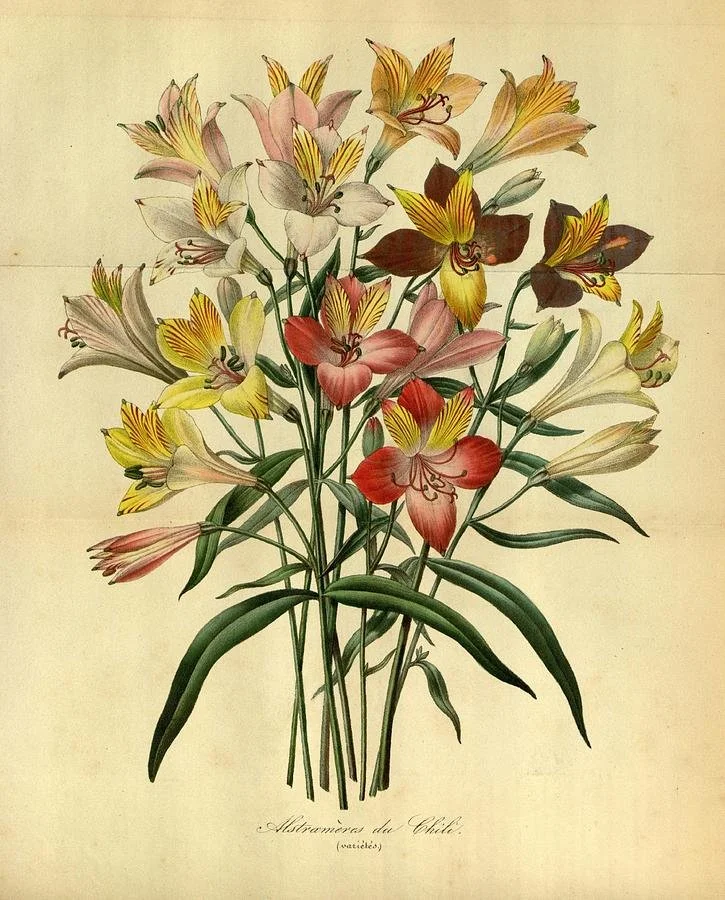 A vintage botanical illustration of various lilies with yellow, pink, red, and brown flowers and green leaves.