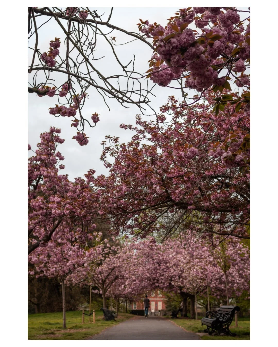 A quiet walk through spring.
Soft light, hidden paths, moments in between.

And then&hellip; a different way of seeing it.

Which frame speaks to you?

#londonstreetphotography #cherryblossomseason #sakuraseason #streetphotographylondon  #canonr10
