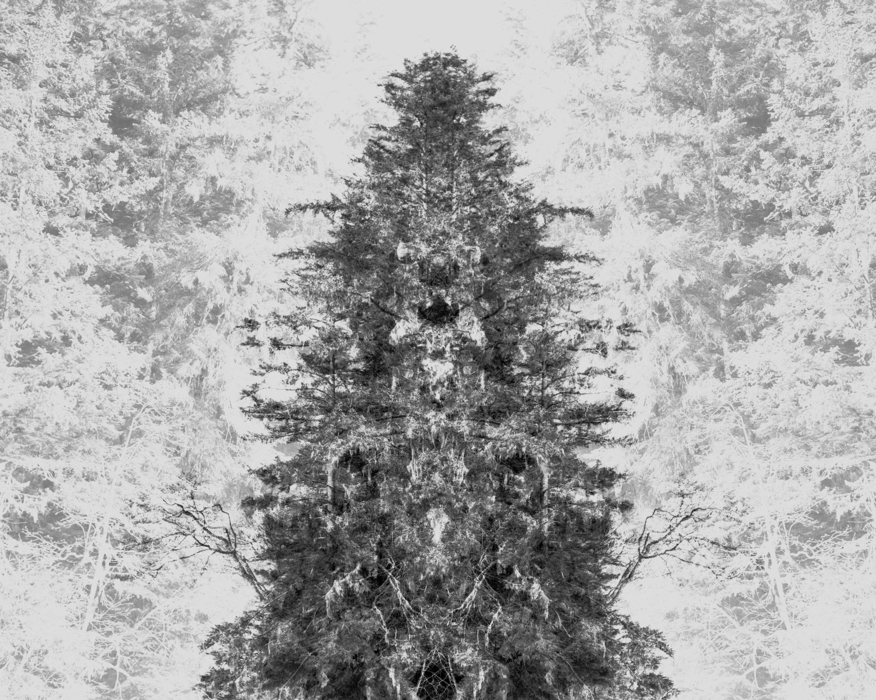 Tree in the Clearing