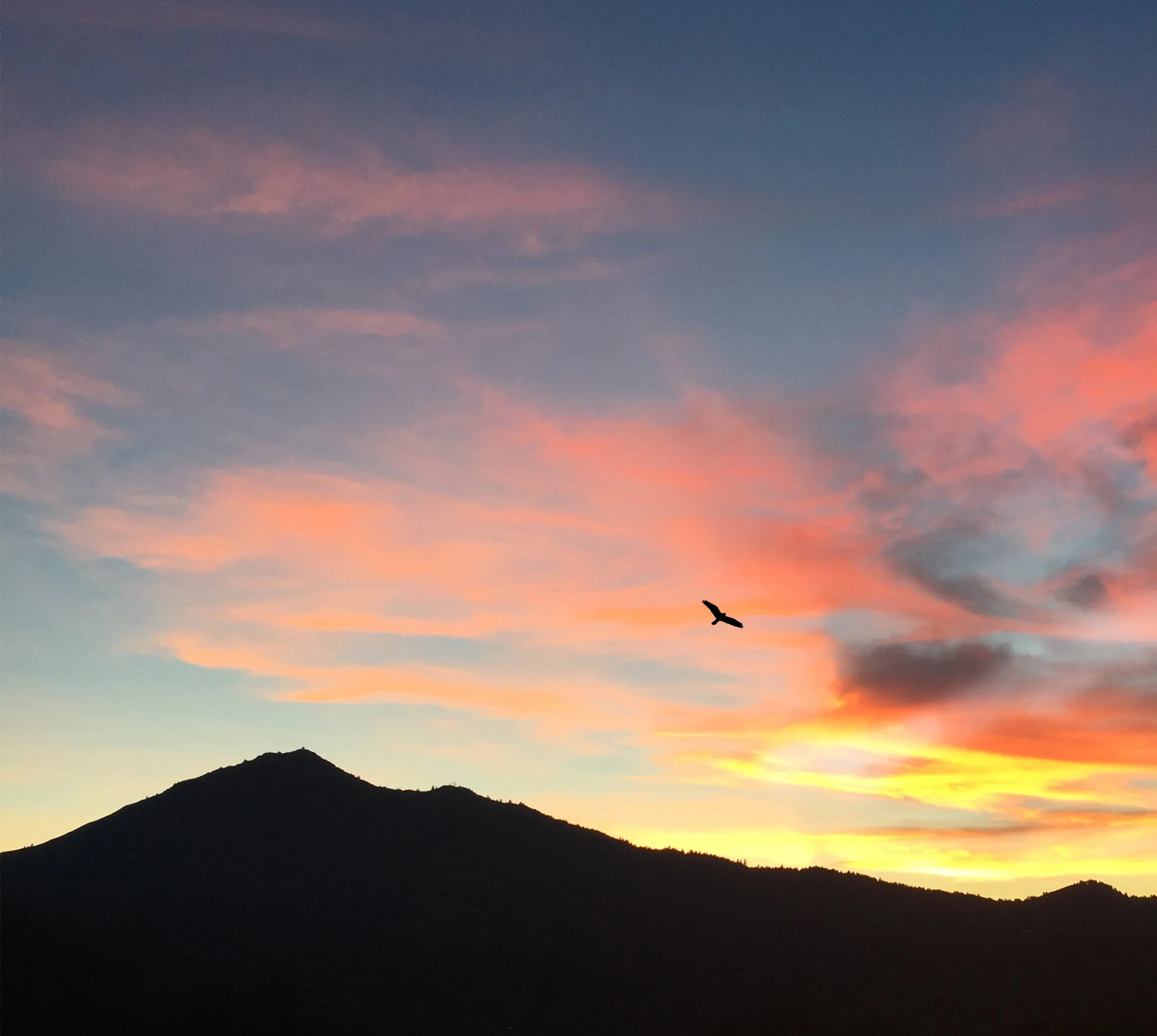 Mt Tam Sunset Bird.jpg