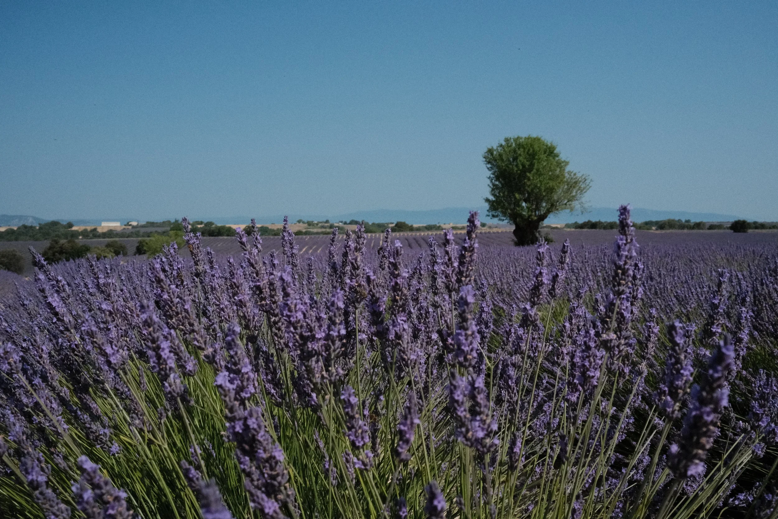A vast lavender field with purple flowers, a single green-leaved tree in the distance, and rolling hills under a clear blue sky.
