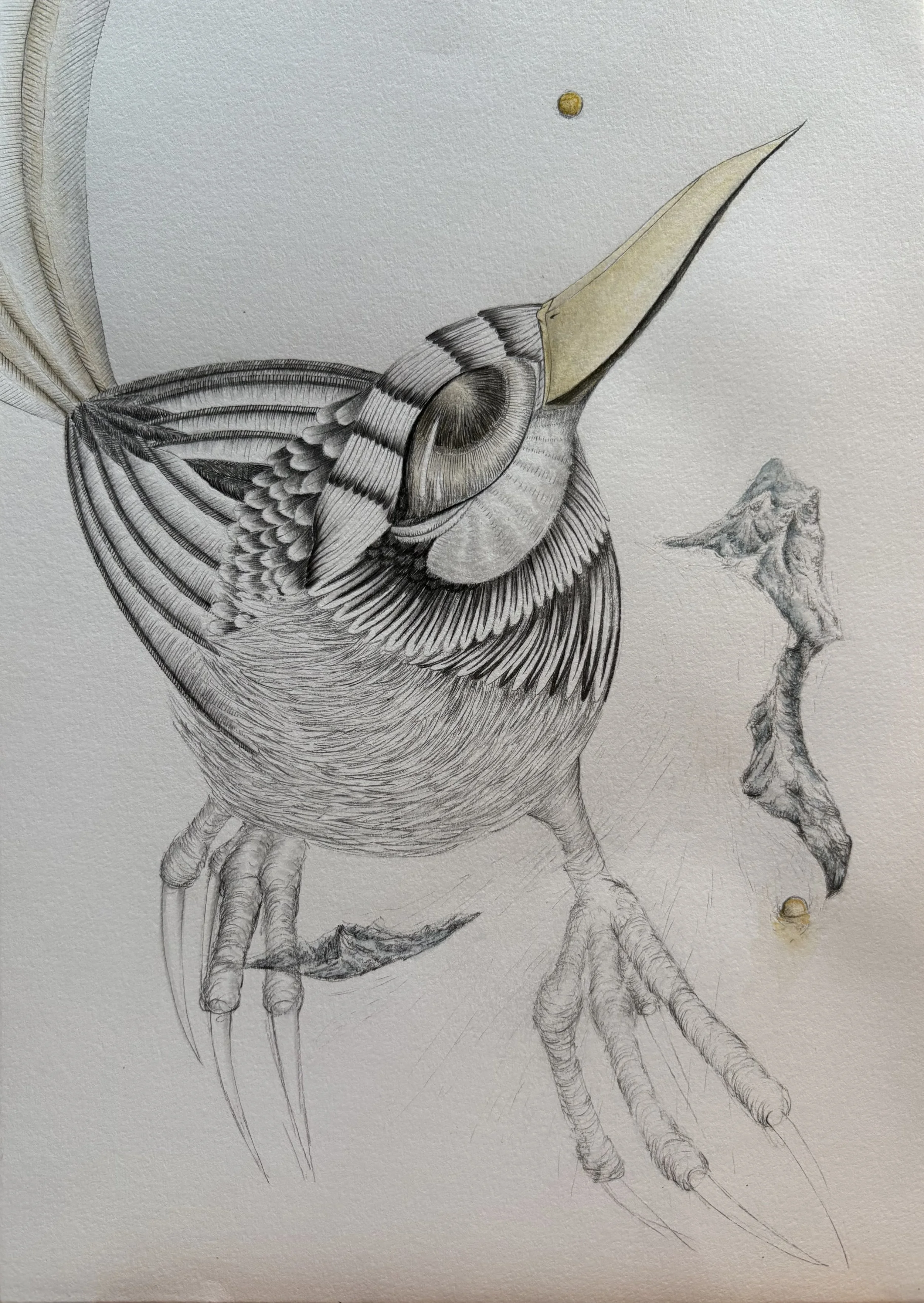The Bird, the moon and the mountains 

Mixed Medium on Paper | 210mm X 297mm

2026
