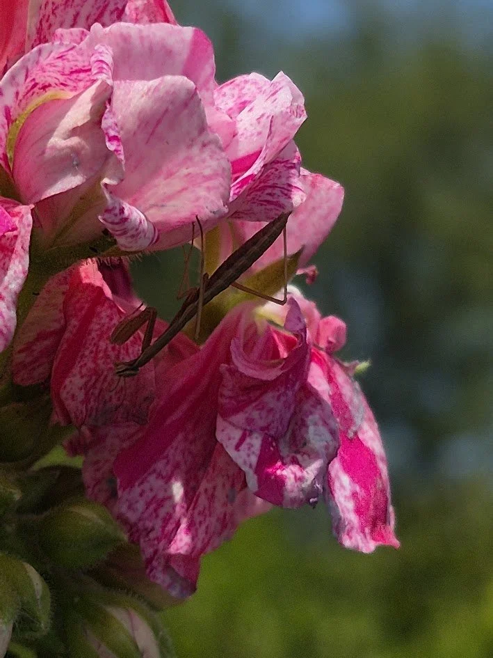 Close-up of pink and white flowers with a brown praying mantis on them, blurred green background.