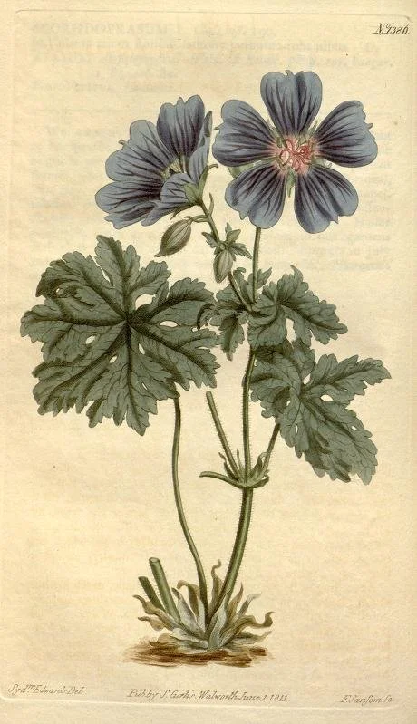 A botanical illustration of a flowering plant with large, lobed green leaves and purple flowers with pink centers.