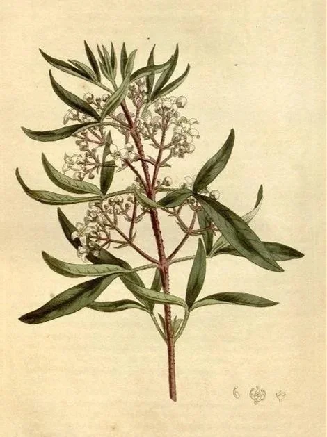 A botanical illustration of a plant with elongated green leaves and small white flowers on a reddish-brown stem.