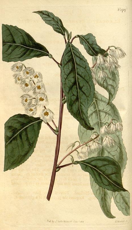 Illustration of a plant with large green leaves and clusters of small white flowers.