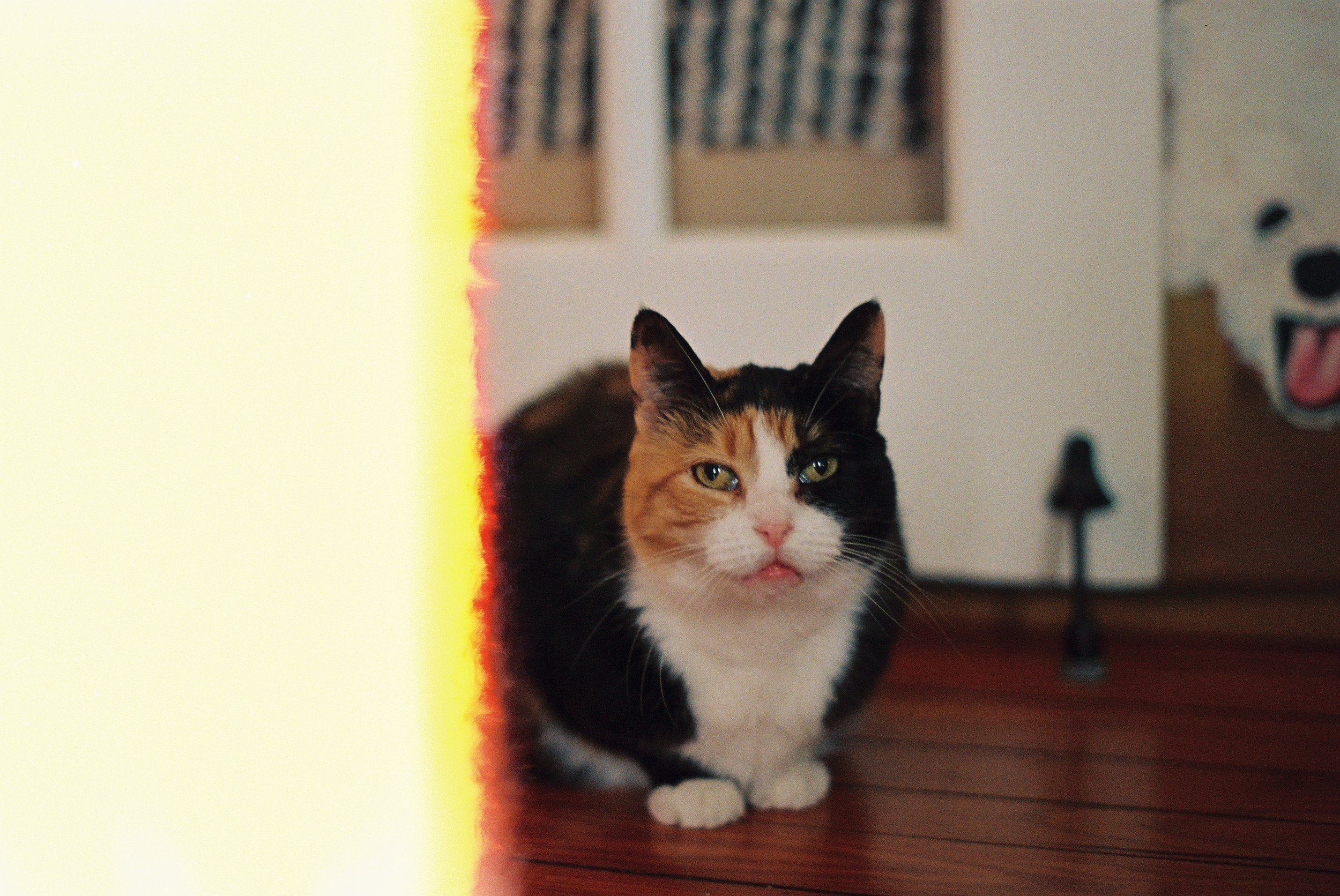A calico cat sitting on a wooden surface with a blurred background featuring a wall, a framed picture, and a decorative smiley face on the wall. The cat is partially hidden behind a yellow and red striped object or surface in the foreground.