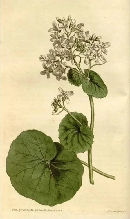 Illustration of a plant with large round leaves and small clustered flowers.