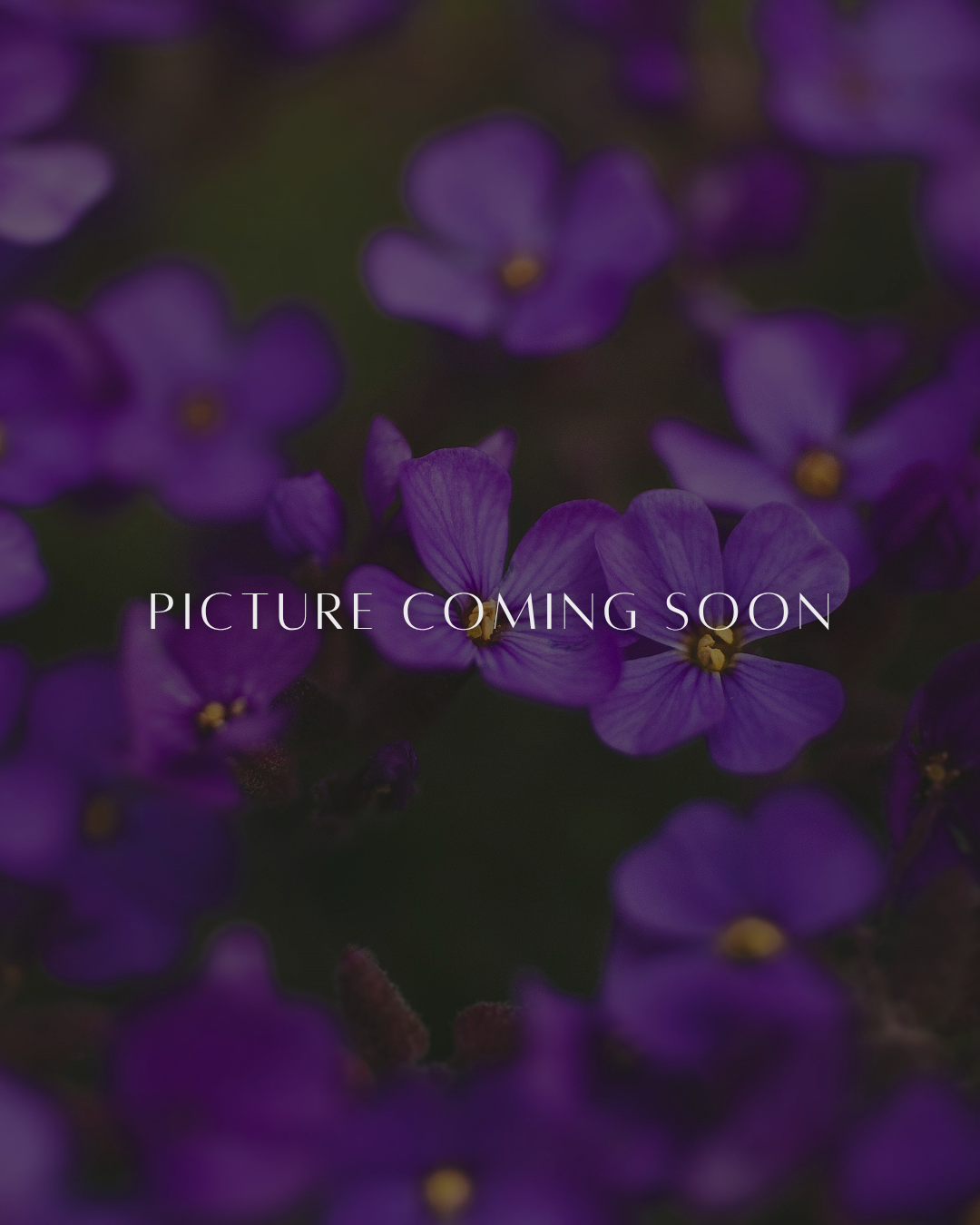 Blurred purple flowers with text 'PICTURE COMING SOON' in the center.