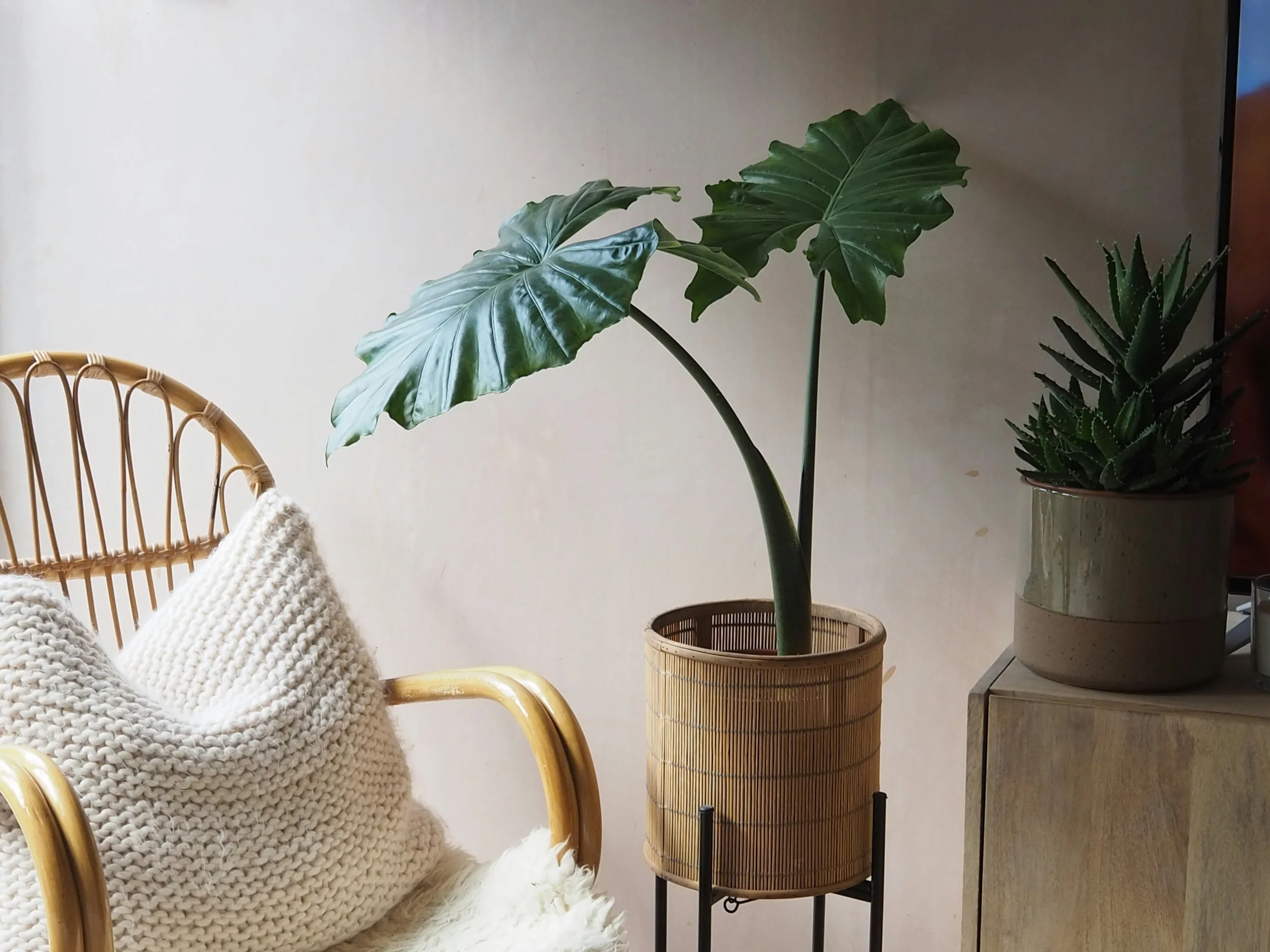 A potted large-leaf plant in a wooden basket, a woven chair with a knitted blanket, and a smaller pot with a cactus plant in a cozy indoor setting.