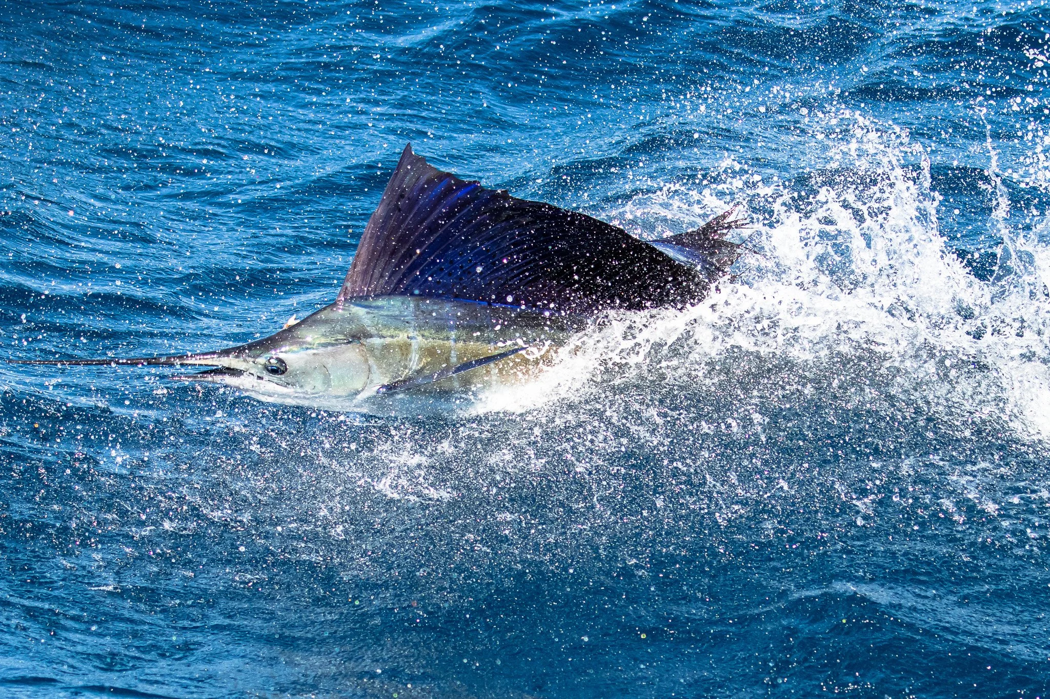 A great white shark fin sticking out of the water surrounded by splashes and waves.