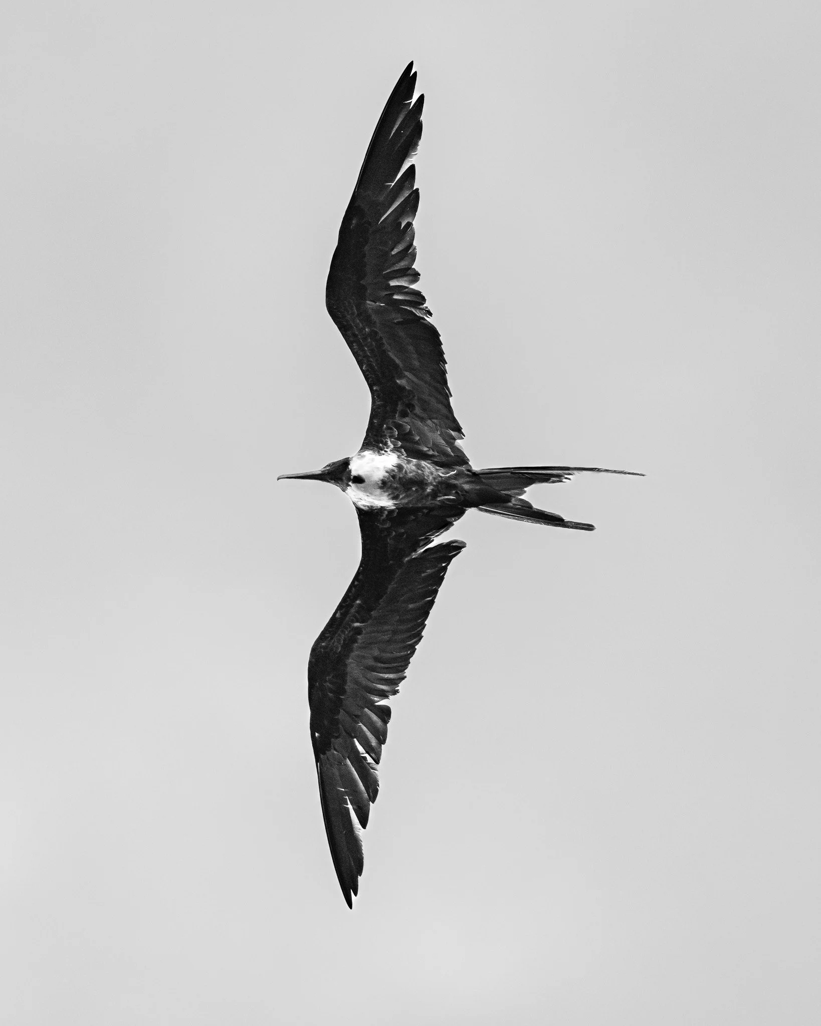 A black and white photograph of a bird in flight with wings spread, reflected on a smooth surface below.