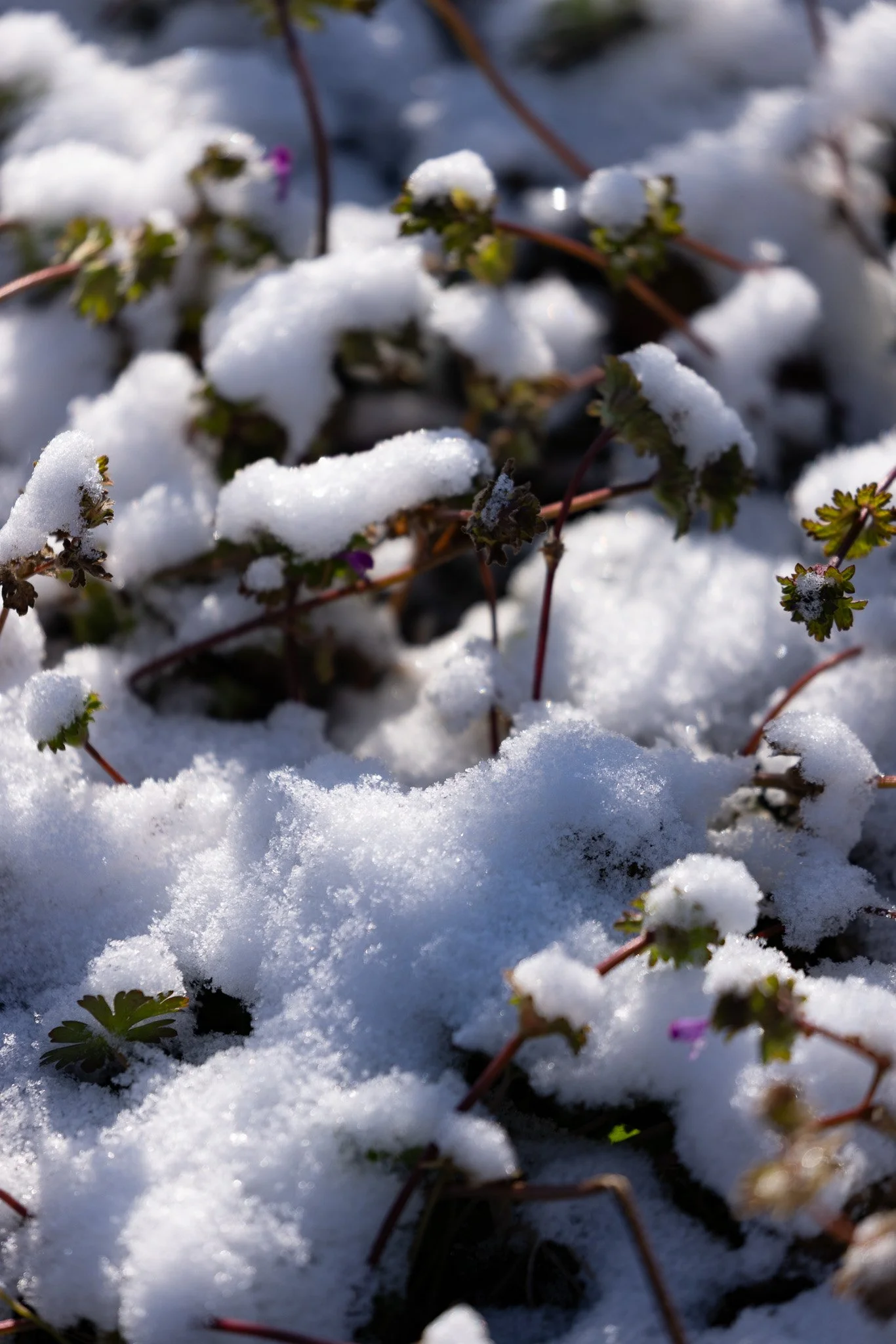 Snow-covered ground with small green plants and purple flowers peeking through the snow.