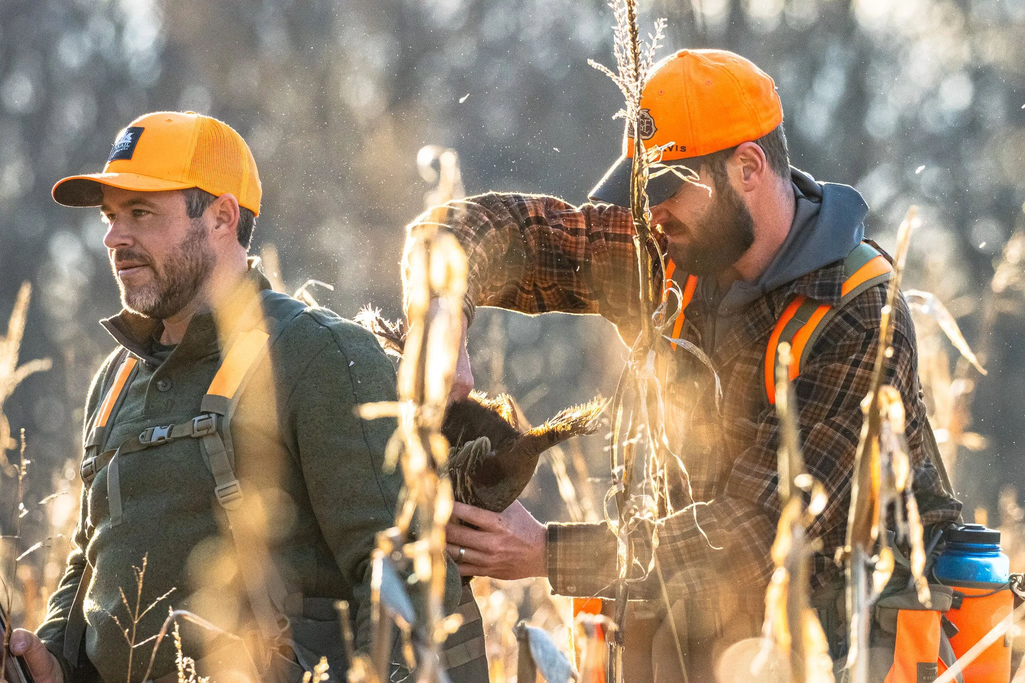 Two men, dressed in outdoor gear and orange caps, are working together in a field of tall, dry plants during sunset or sunrise, with sunlight creating a backlit effect.