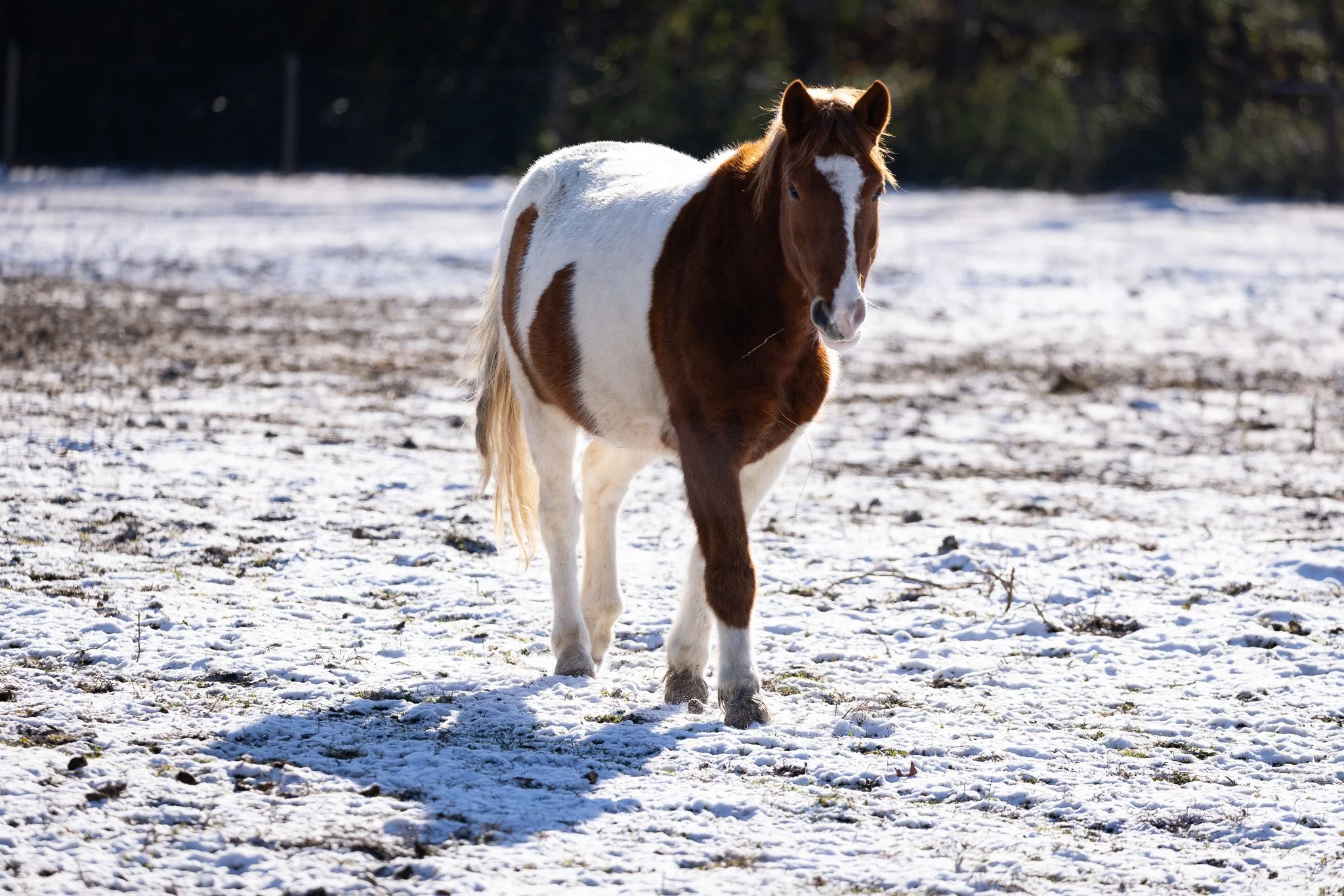 A brown and white pinto horse walking in a snow-covered field during daytime.
