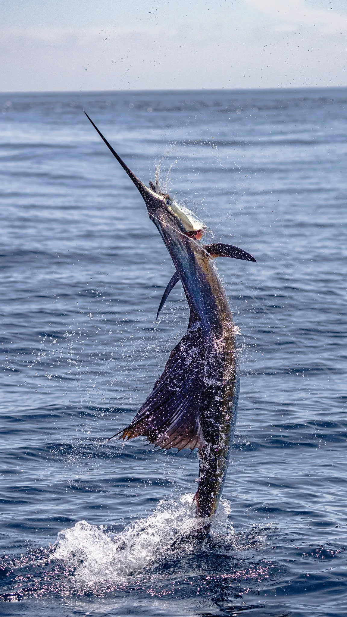A marlin fish jumping out of the water with a fishing line in its mouth, above the ocean sea surface.