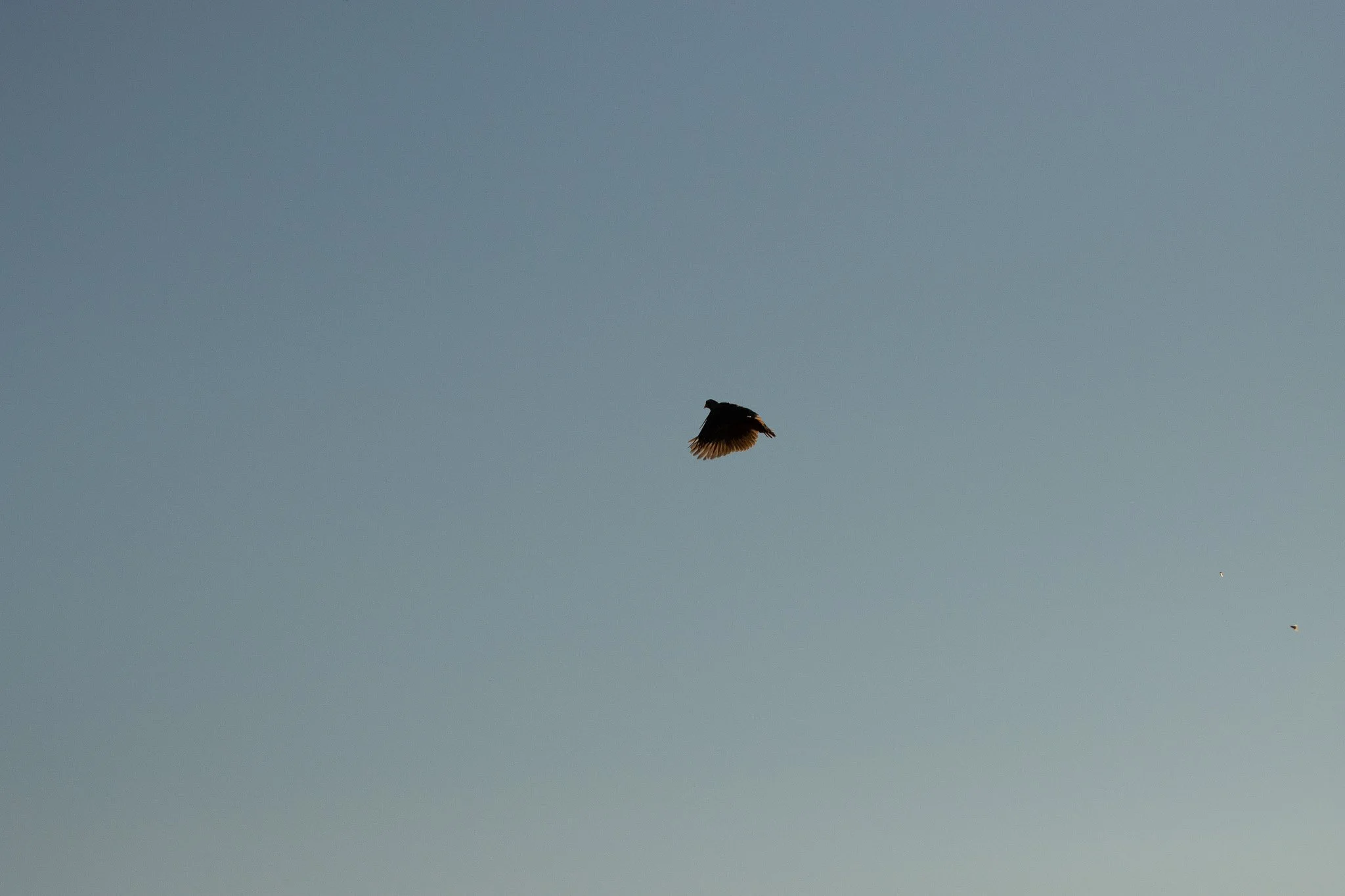 A bird flying in a clear blue sky with a small dot visible towards the bottom right.