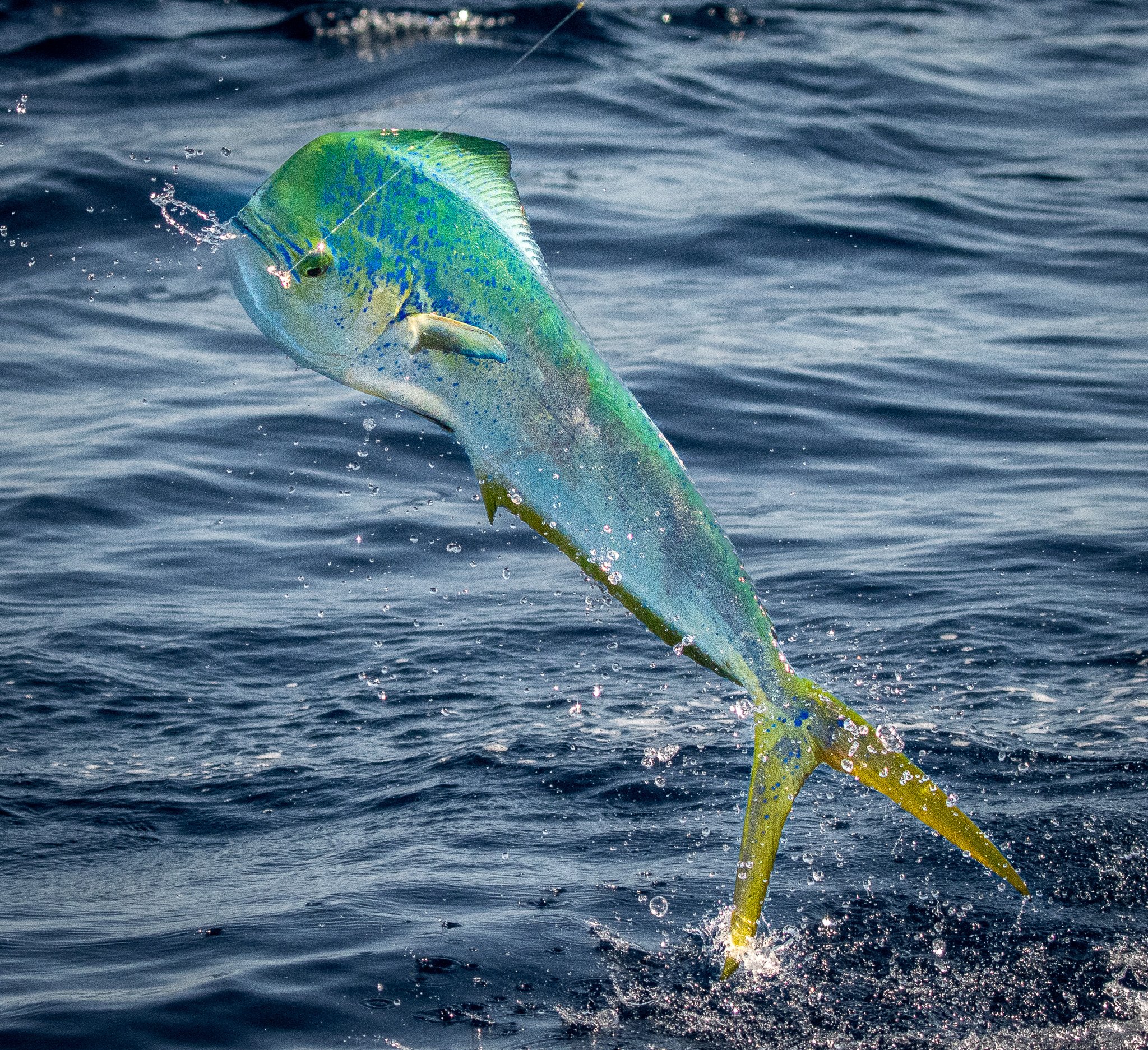 A fish with a green and blue body caught on a fishing line, partially submerged in water with ripples.