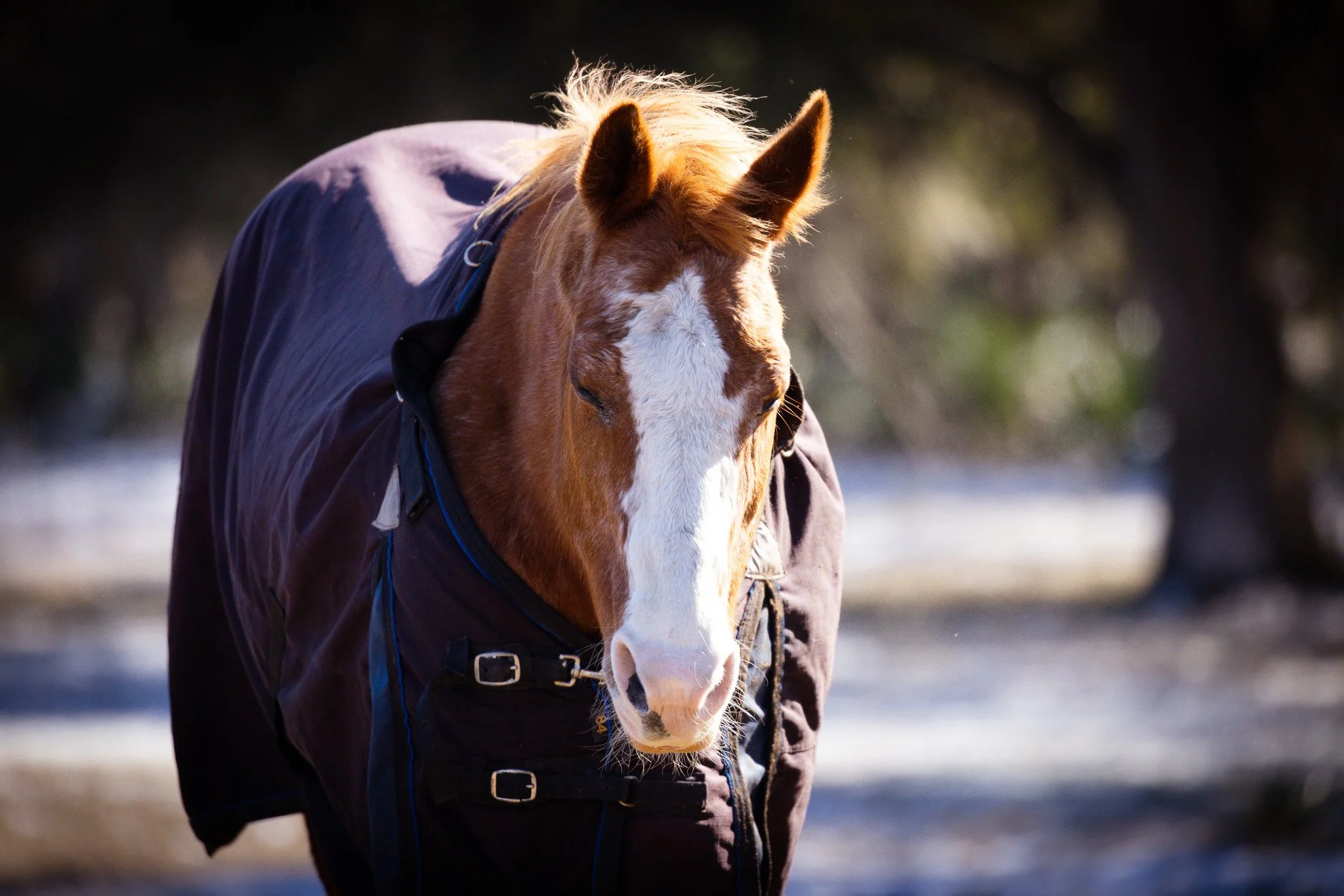 A horse wearing a dark jacket and bridle stands outdoors with sunlight illuminating its mane and ears, against a blurred natural background.