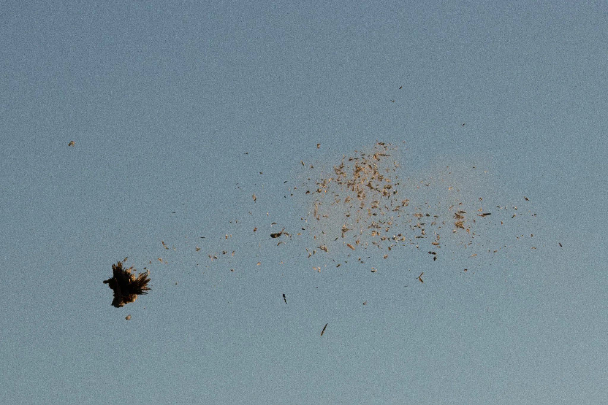 Birds flying in the sky, with one bird appearing larger and below, against a clear blue background.