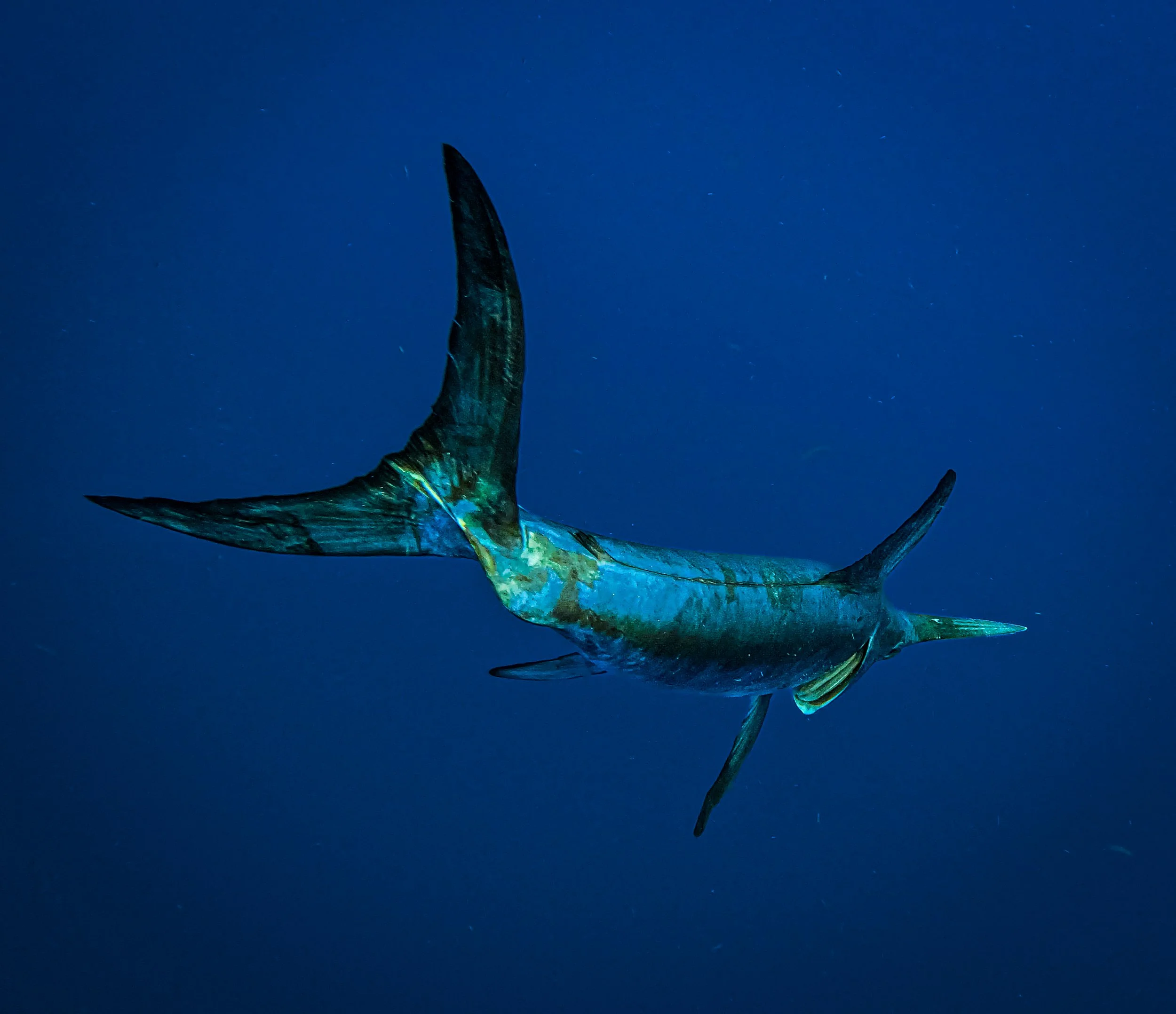 A large fish with a long, pointed dorsal fin swimming in a dark blue underwater environment.