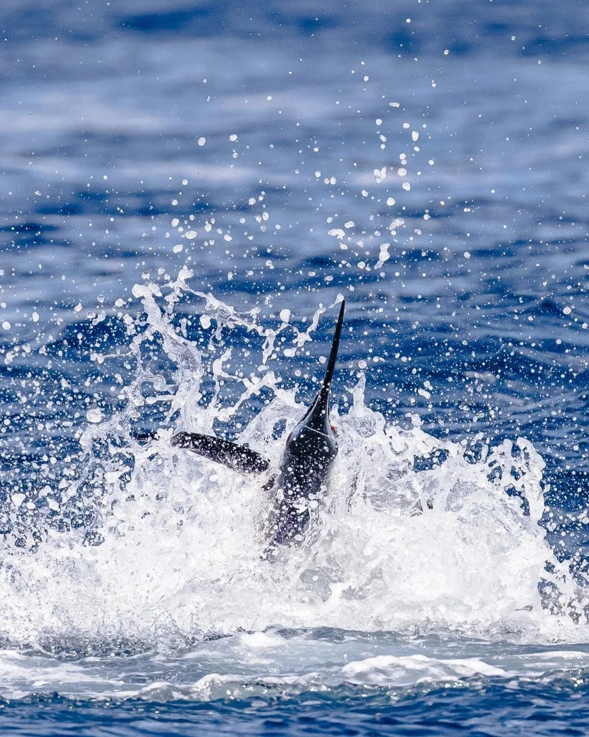 A fish, likely a marlin or swordfish, jumping out of the blue ocean water, creating a splash and spray.