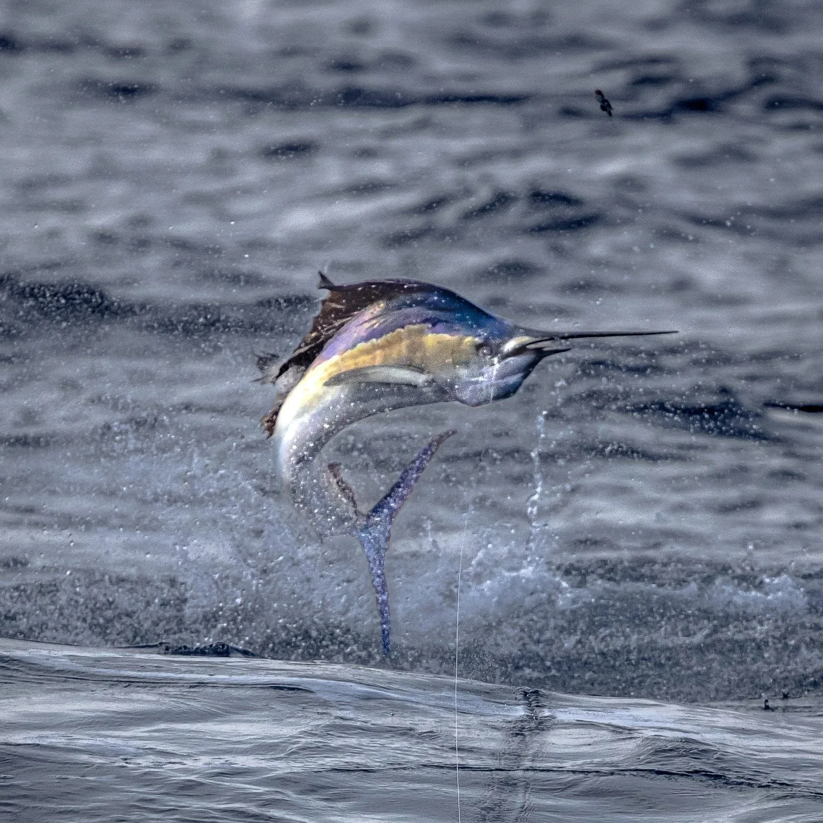 A fish jumping out of the water with a fishing lure attached to its mouth.