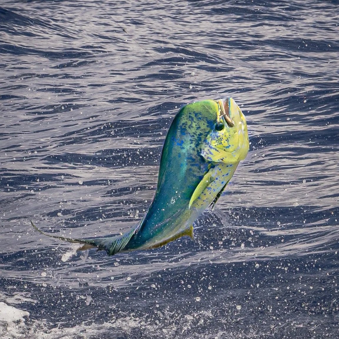 A vibrant green and blue fish jumping out of the water with droplets splashing around it.