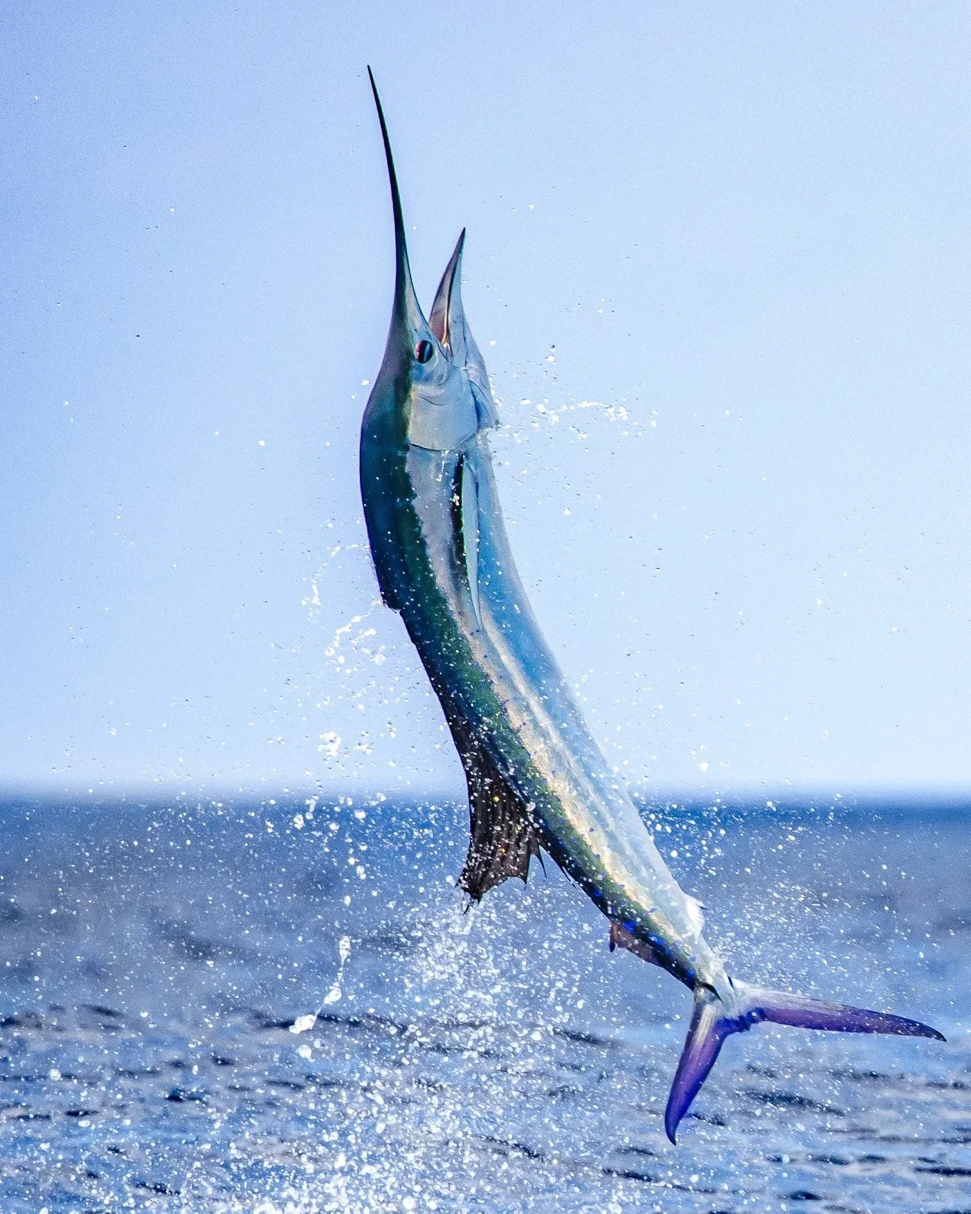 A marlin fish jumping out of the water with water droplets splashing around it, against a light blue sky.