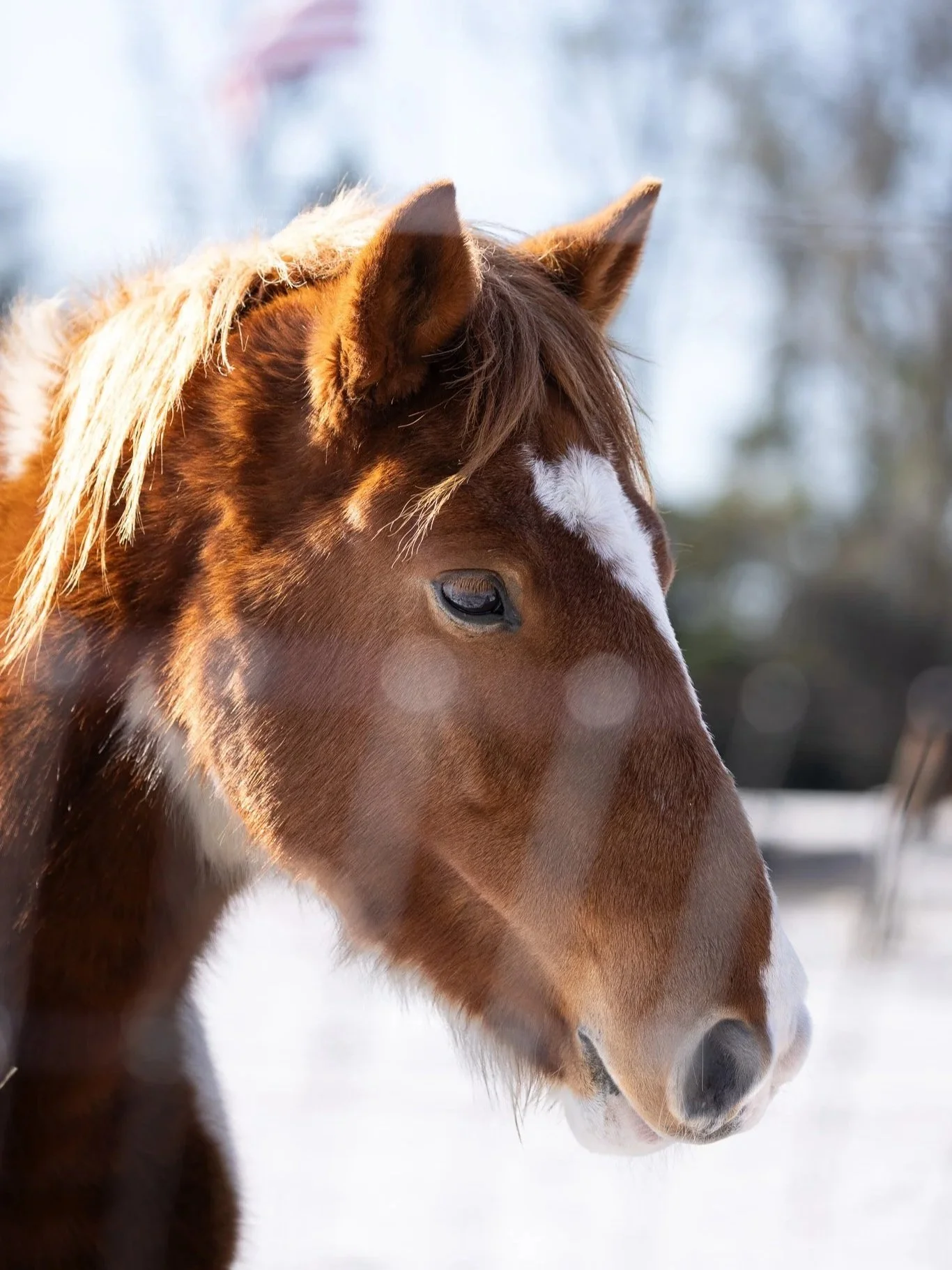 Close-up of a brown and white horse with a white blaze on its face, standing in a snowy outdoor setting with a blurred background of trees.