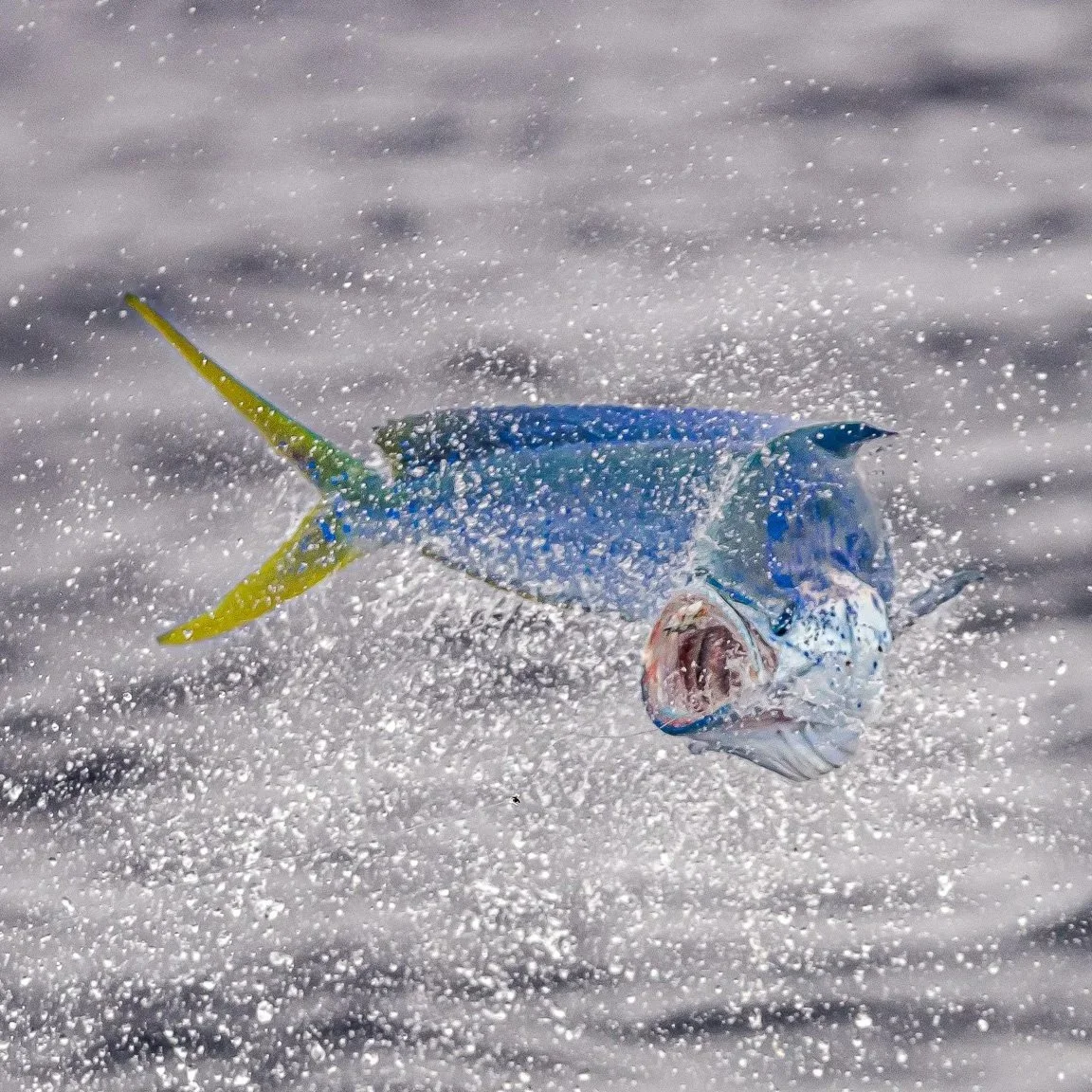 A fish with blue and yellow coloring jumping out of the water amidst splashes.