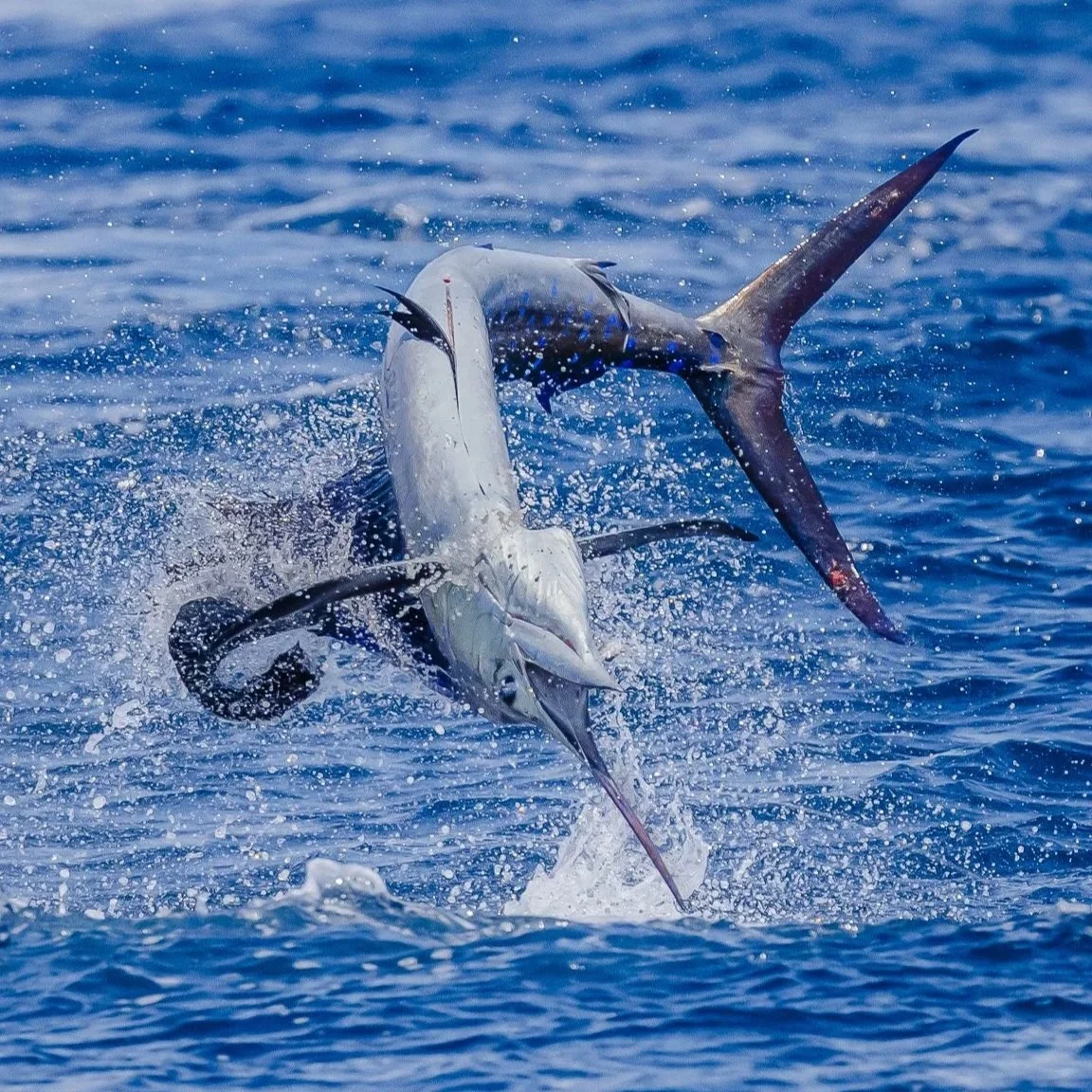 A marlin jumping out of the water with its body arched and tail splashing as it breaks the surface of the blue ocean.