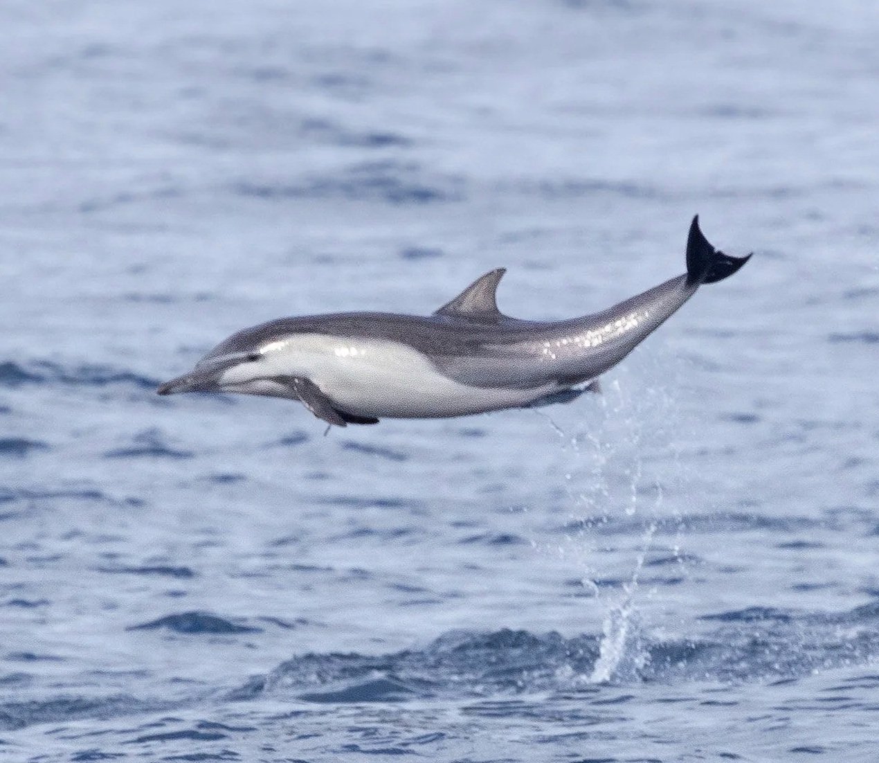 A dolphin leaping out of the water with a background of water.