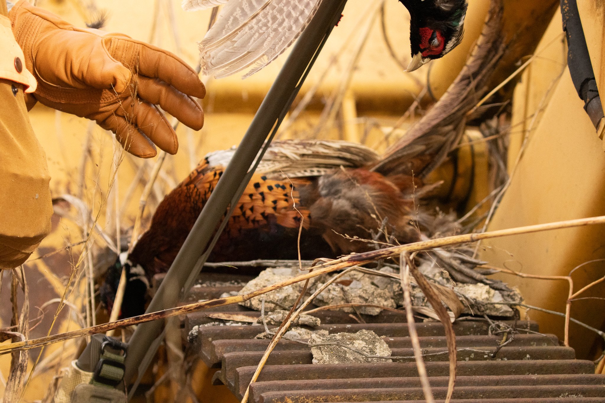 A person wearing a tan jacket and gloves is holding a bird with a black head, white cheeks, and red markings near its face, inside a nest made of twigs and grass on a wooden surface.