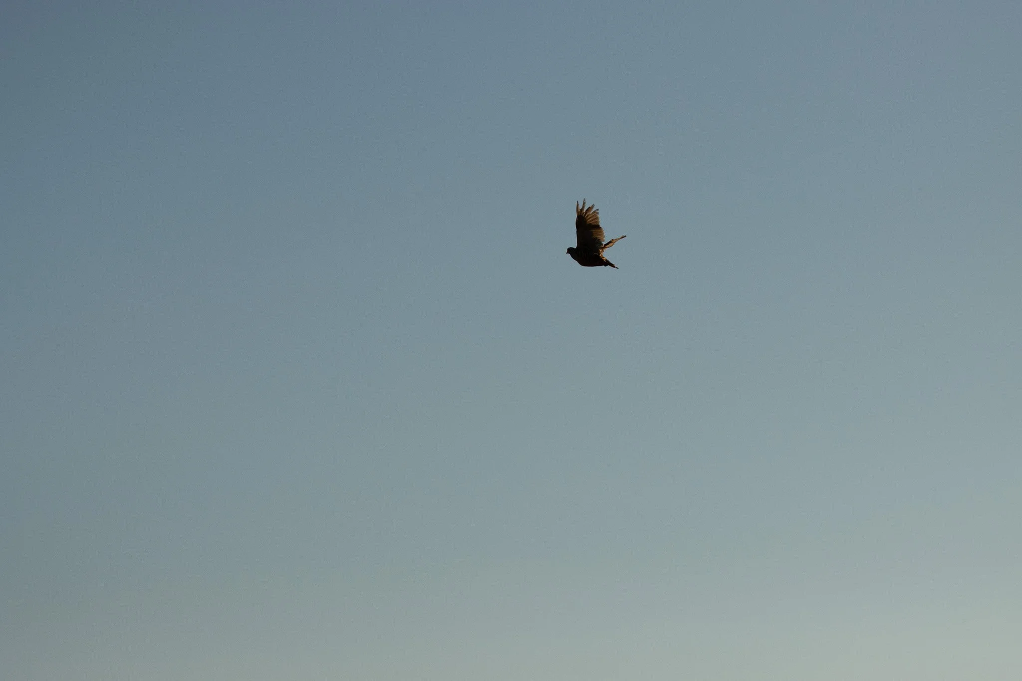 A bird soaring in a clear sky with minimal clouds.