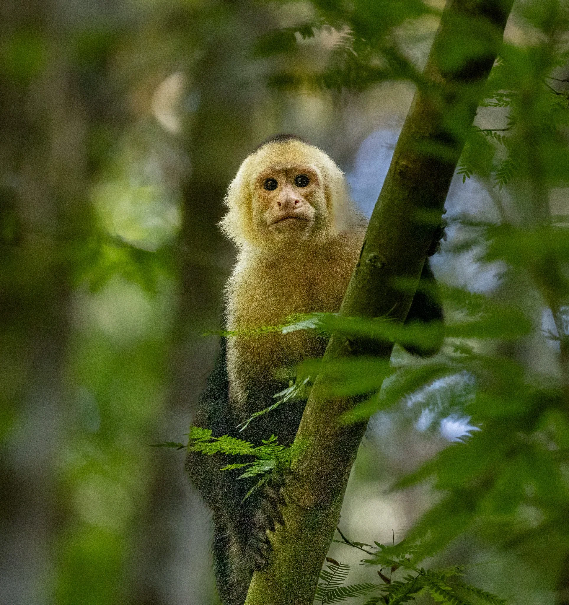 A monkey with a light beige face and dark eyes peering through tree branches and green leaves in a forest setting.