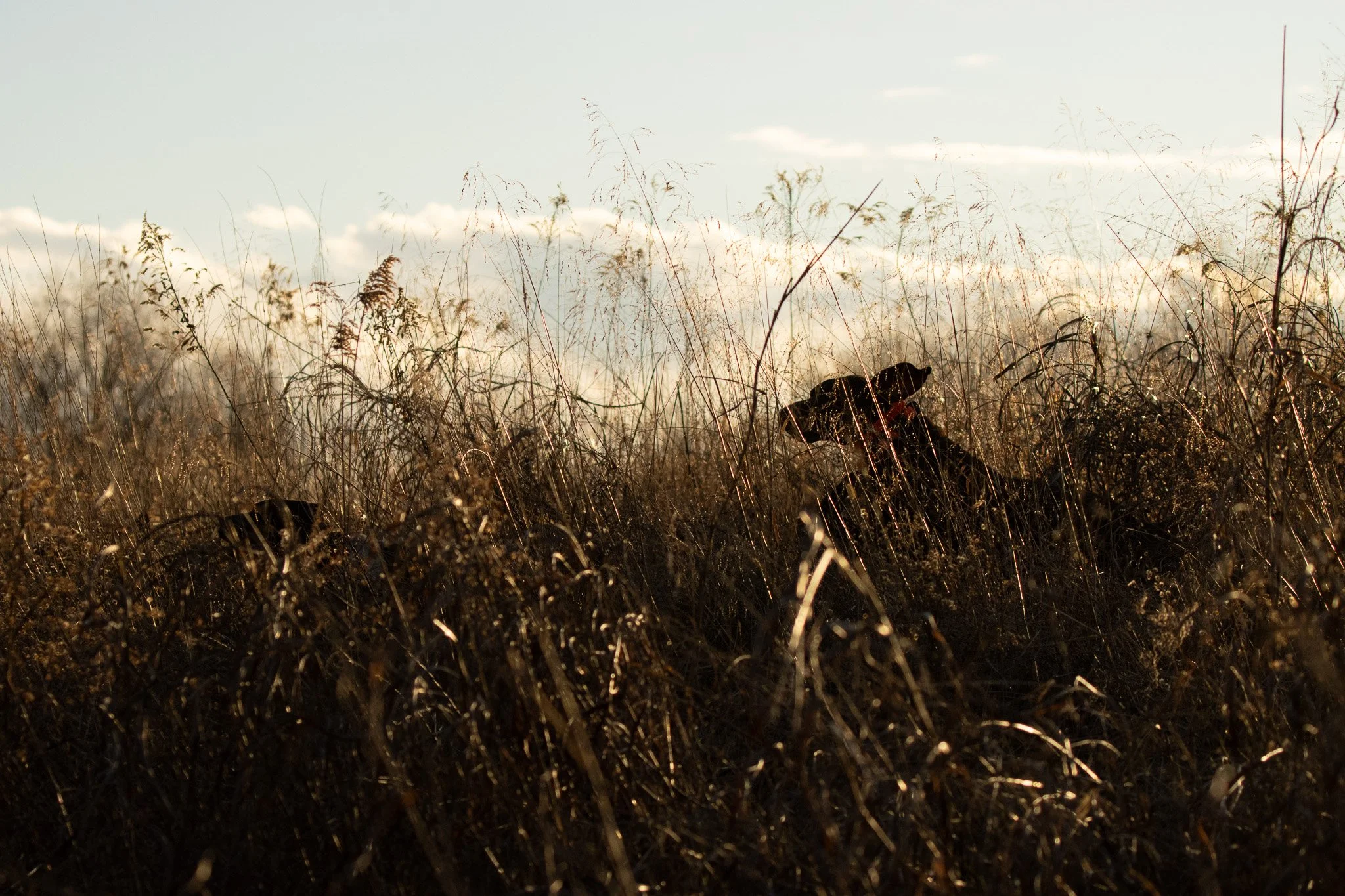 A field of tall dry grasses under a bright sky with some clouds, backlit by sunlight.