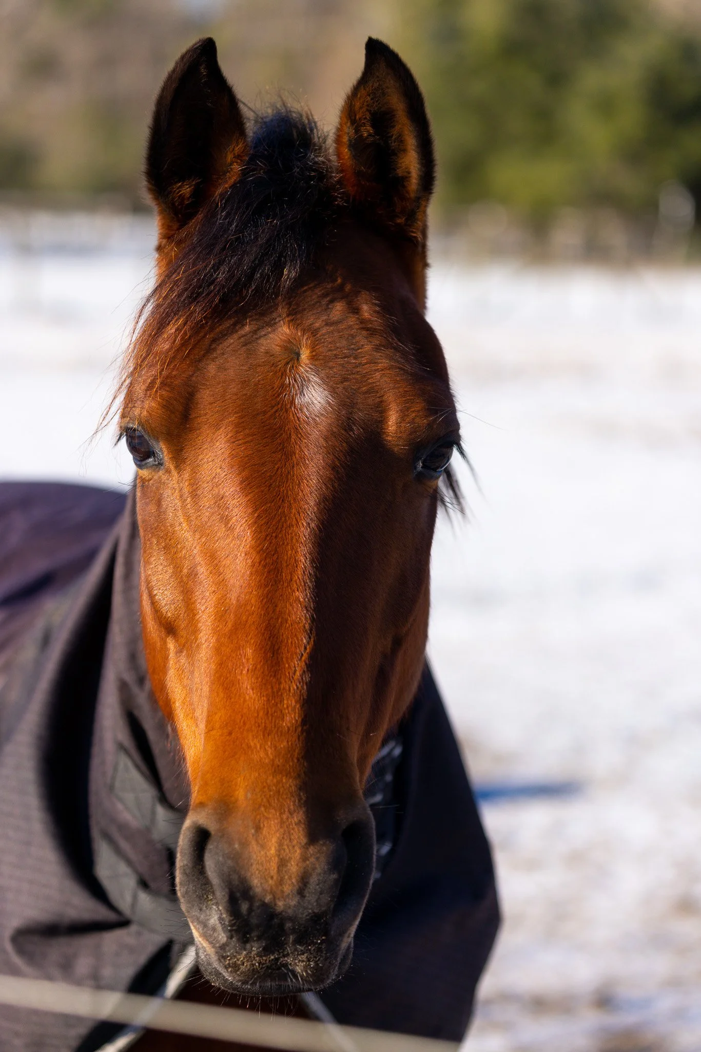 Close-up of a brown horse wearing a black blanket outdoors in a snowy environment with trees in the background.