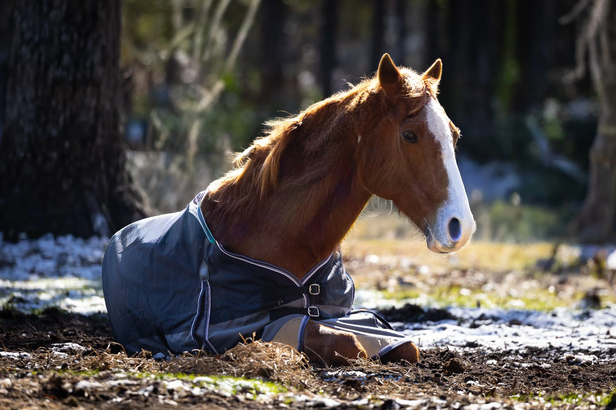 A brown and white horse wearing a gray jacket, sitting on the ground in a forest area with trees and patches of snow.