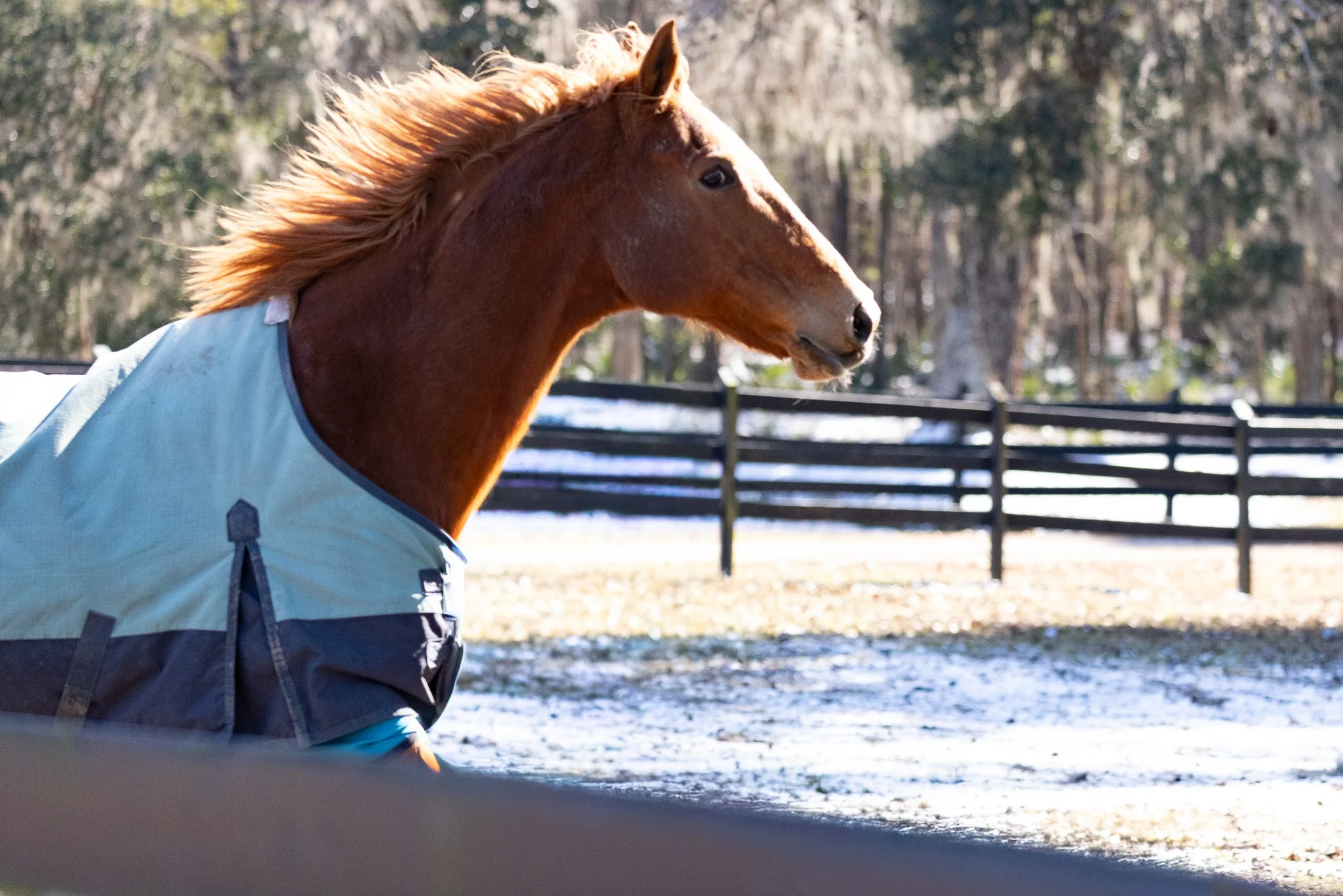 A brown horse with a flowing mane wearing a light blue blanket, outdoors in front of a wooden fence and trees with sparse leaves.