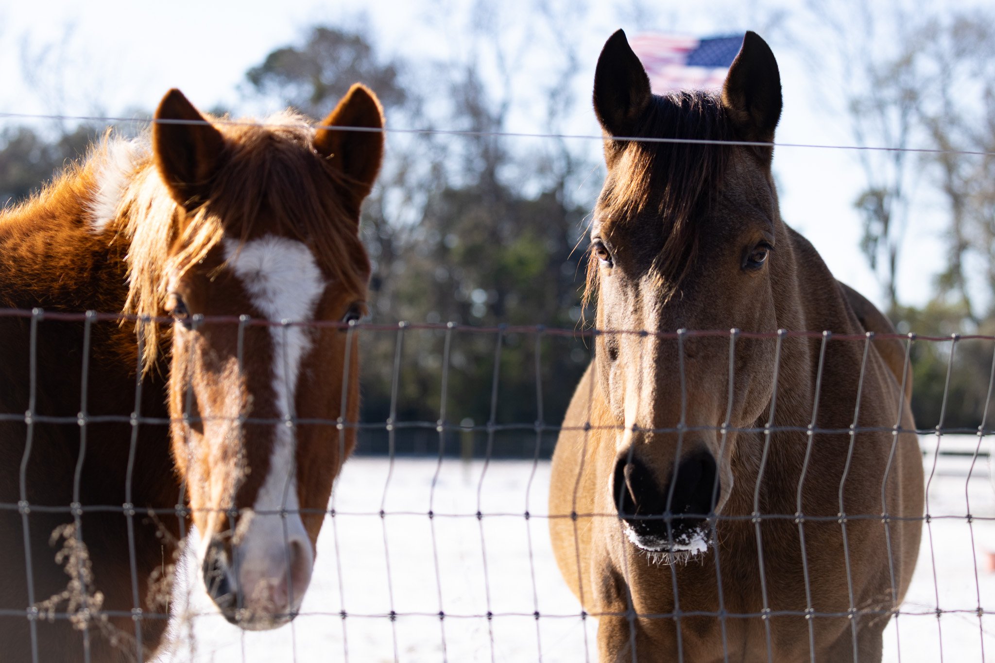 Two horses standing behind a wire fence with snow on the ground, one is brown and white and the other is brown with a black mane, outdoors during daytime.