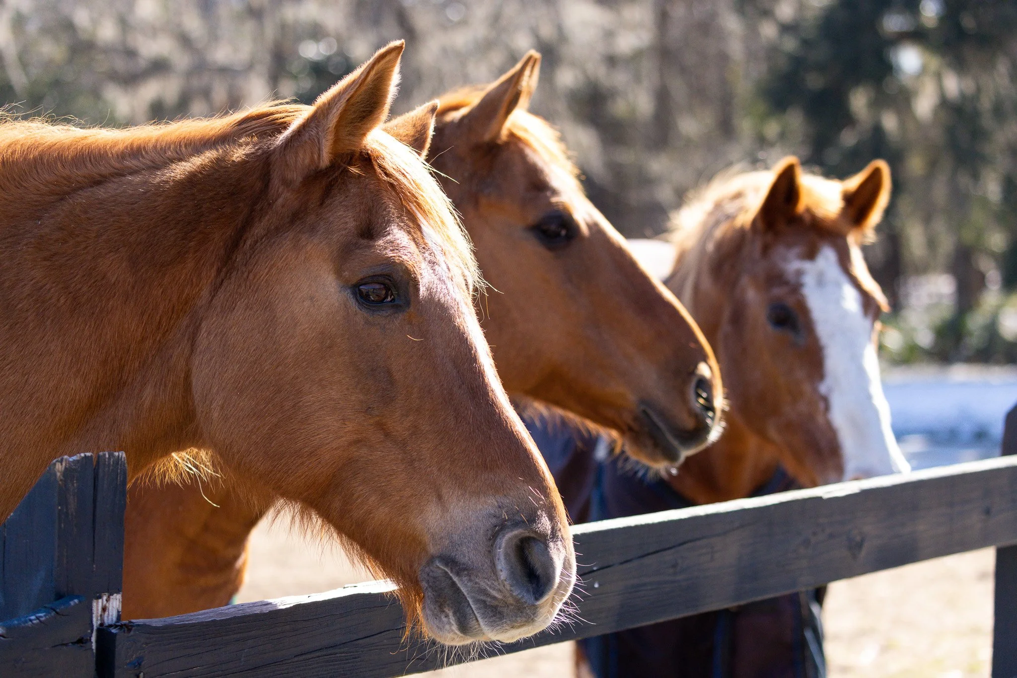 Three horses with chestnut coats and a white blaze on one horse, standing behind a black wooden fence, outdoors on a sunny day.